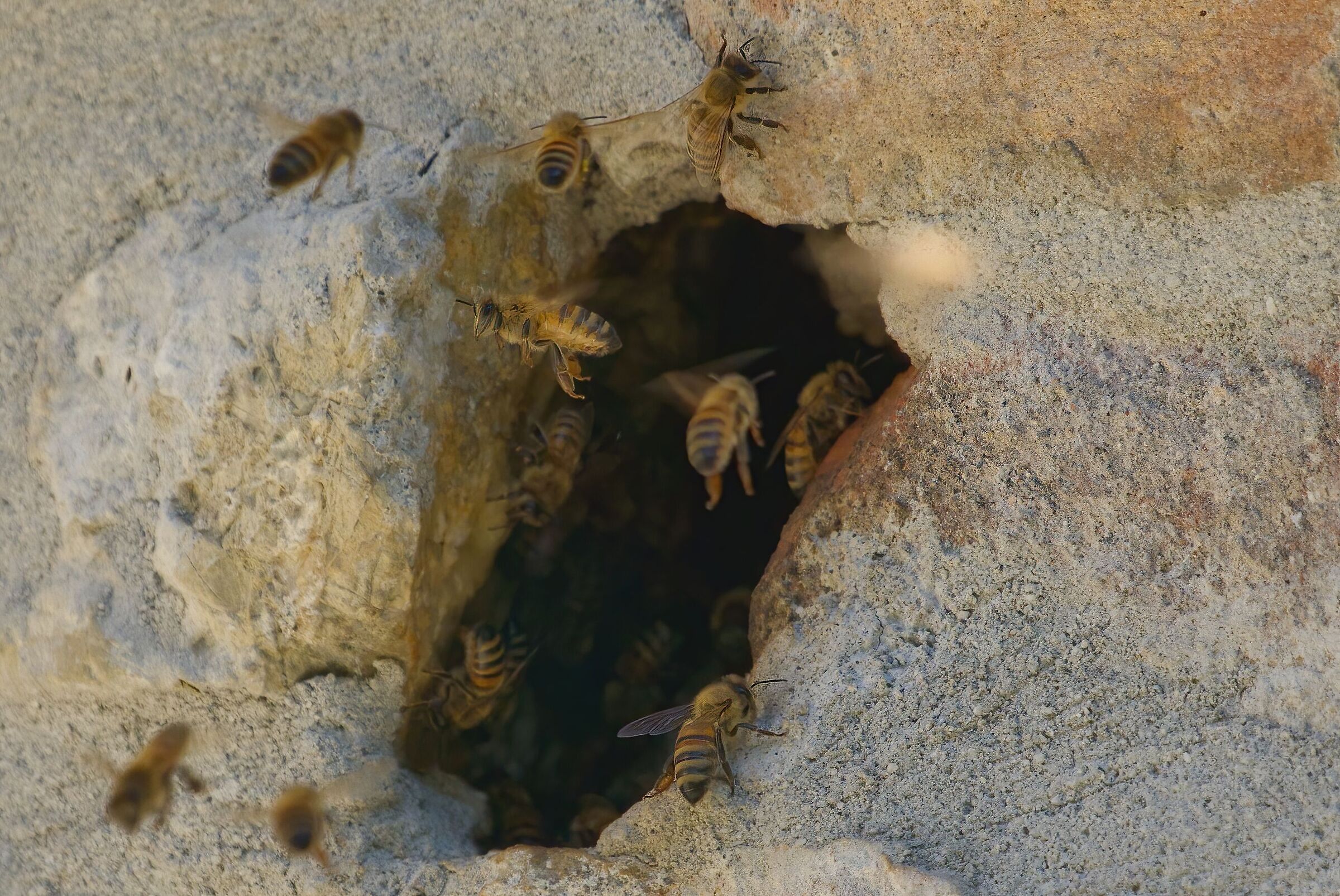 La convivenza con le api