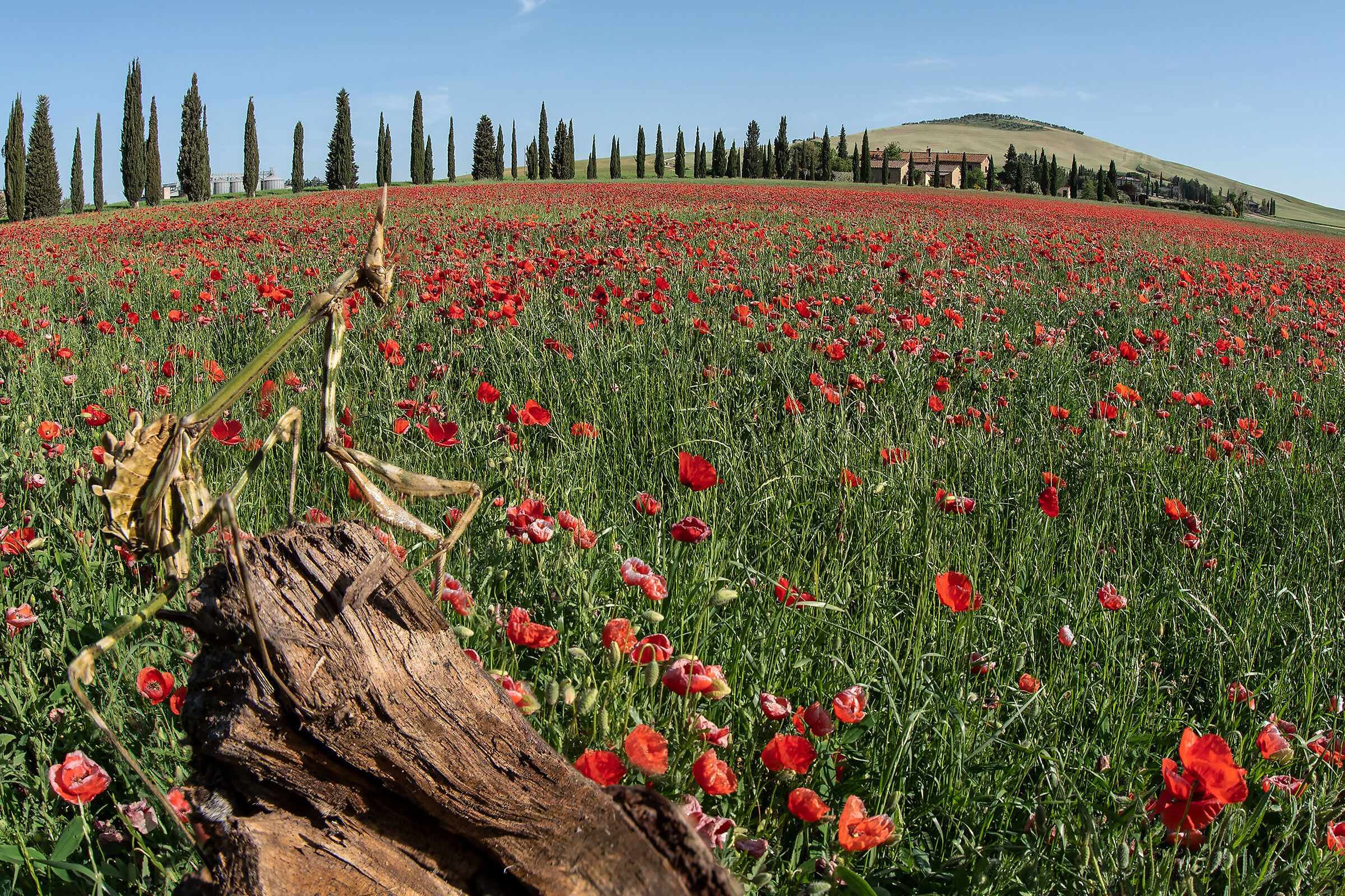 La piccola vedetta toscana