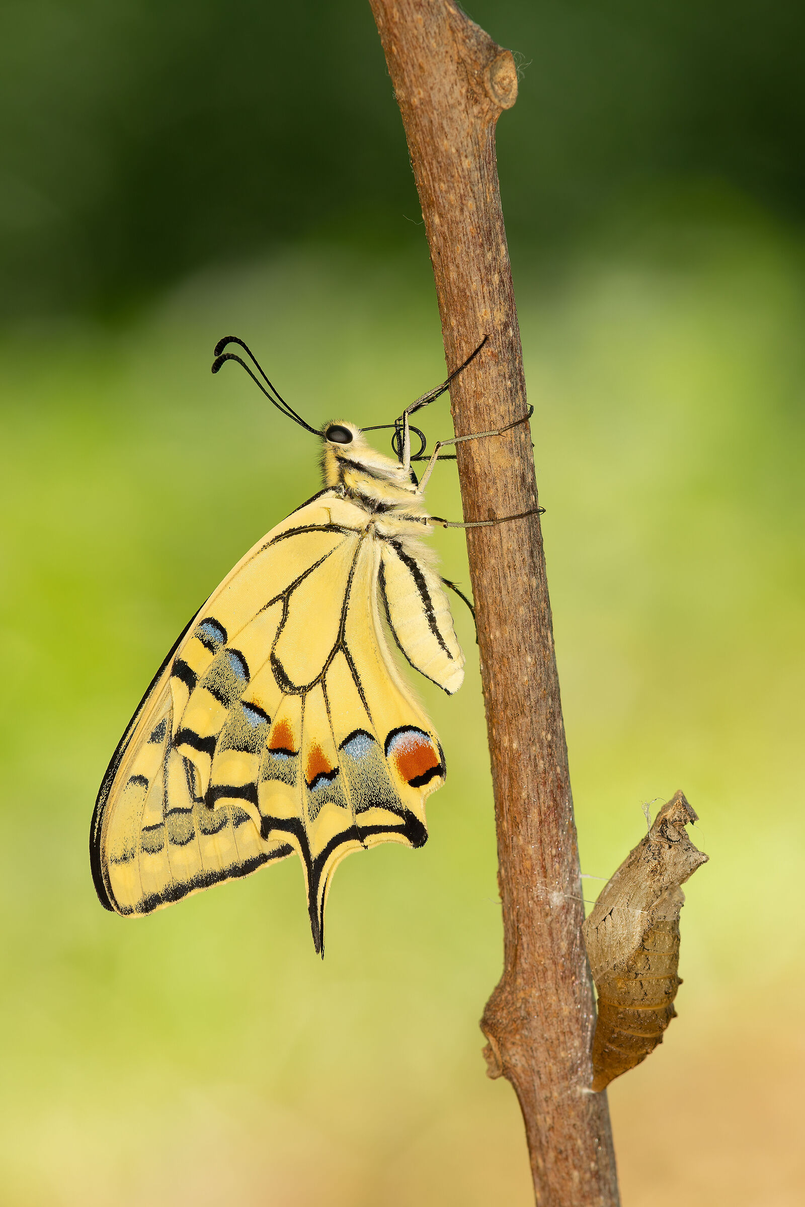 La nuova vita del macaone
