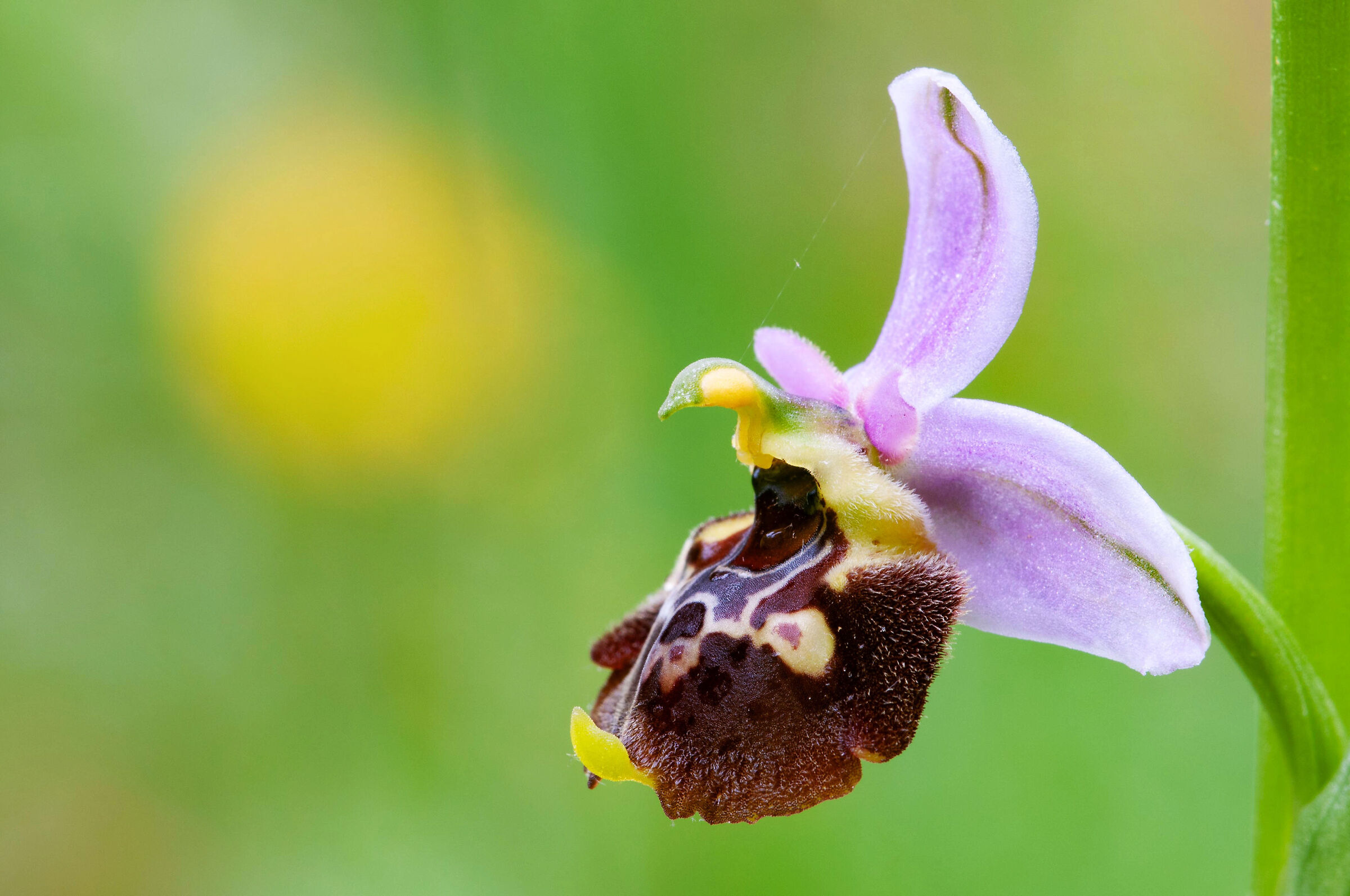 Ophrys fuciflora