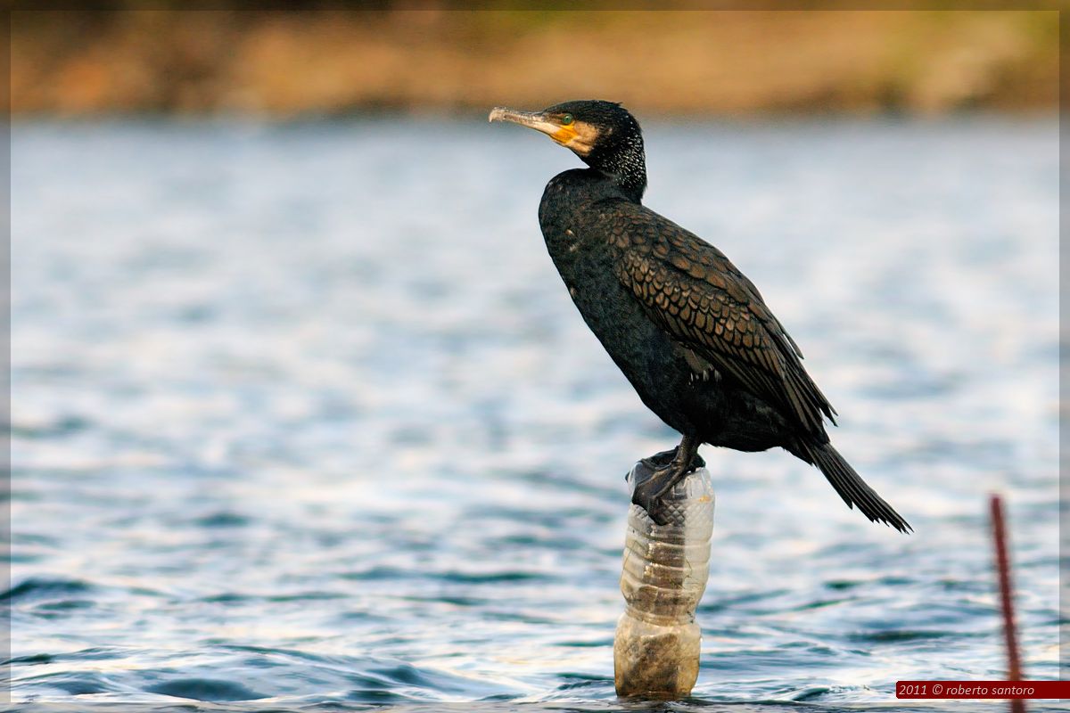Cormorano