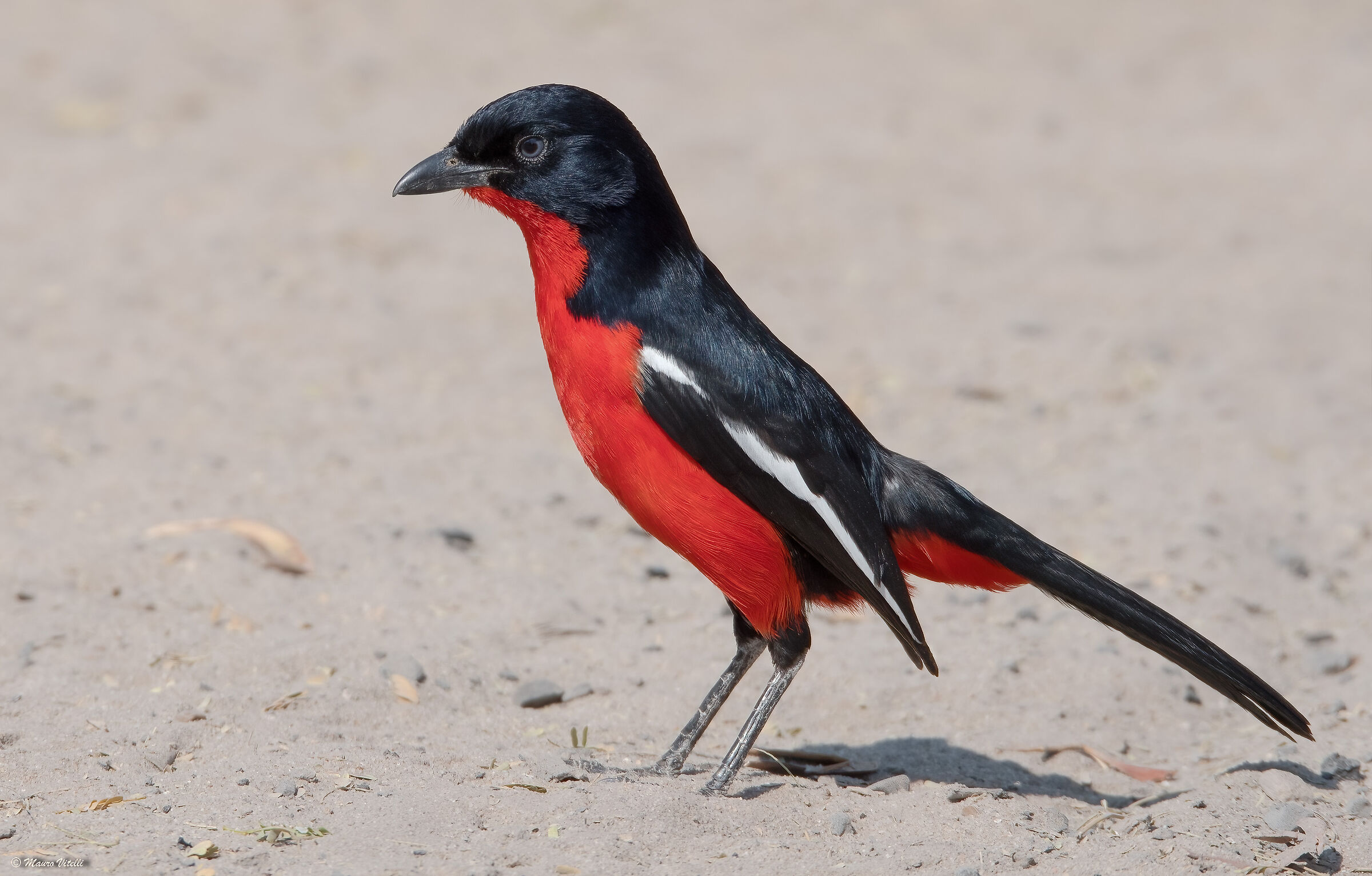 Red-breasted Shrike (Kalahari Desert)