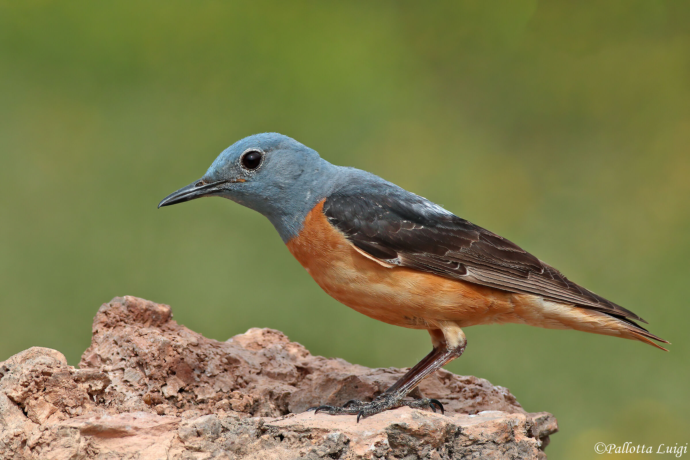 Codirossone (Monticola saxatilis)