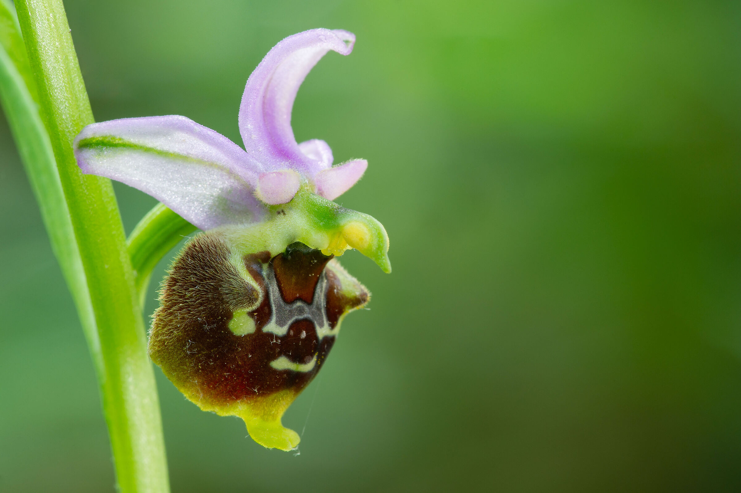 Ophrys holosericea Ssp gracilis