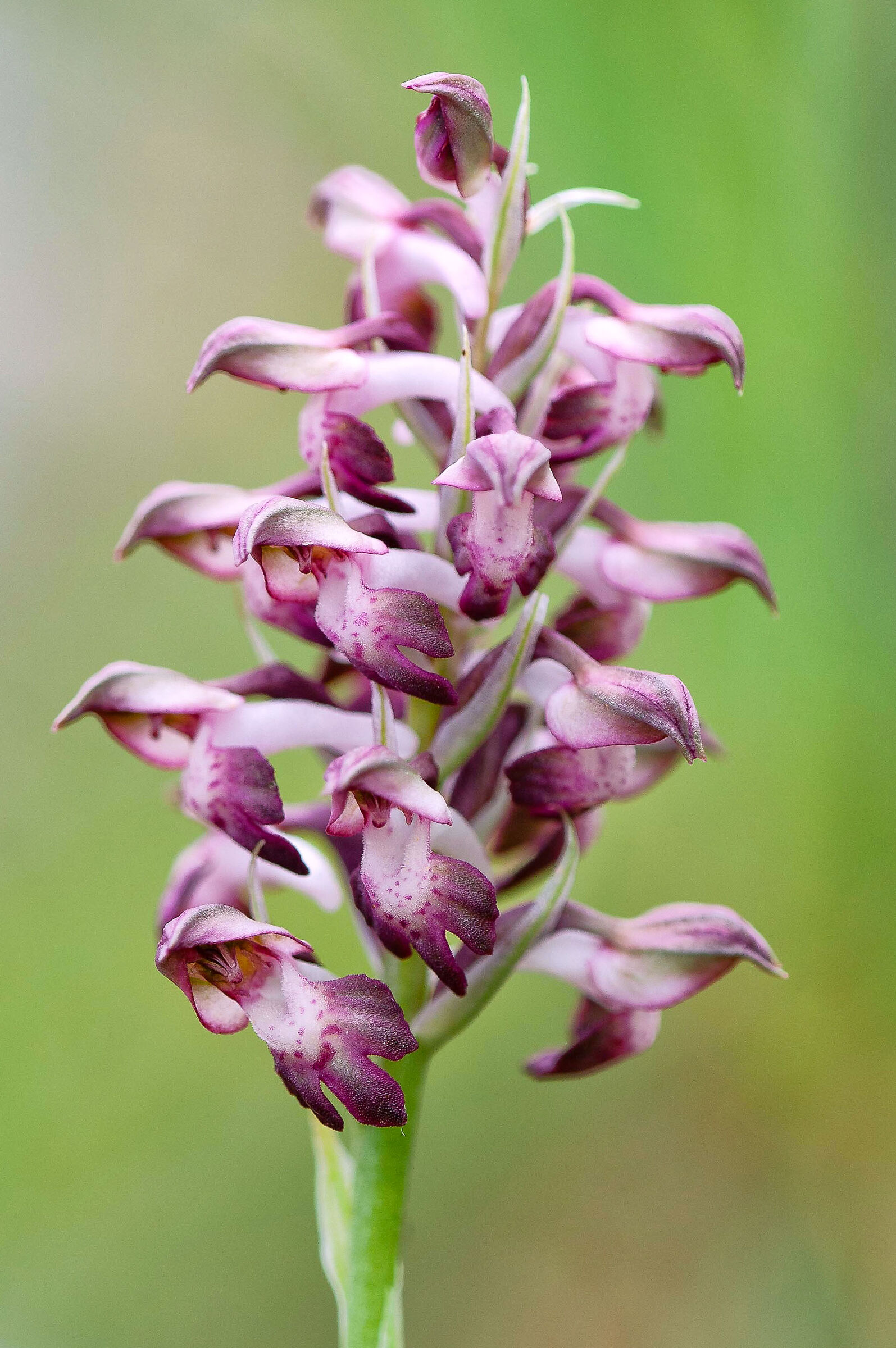 Anacamptis coriophora - fragrant cimicin orchid