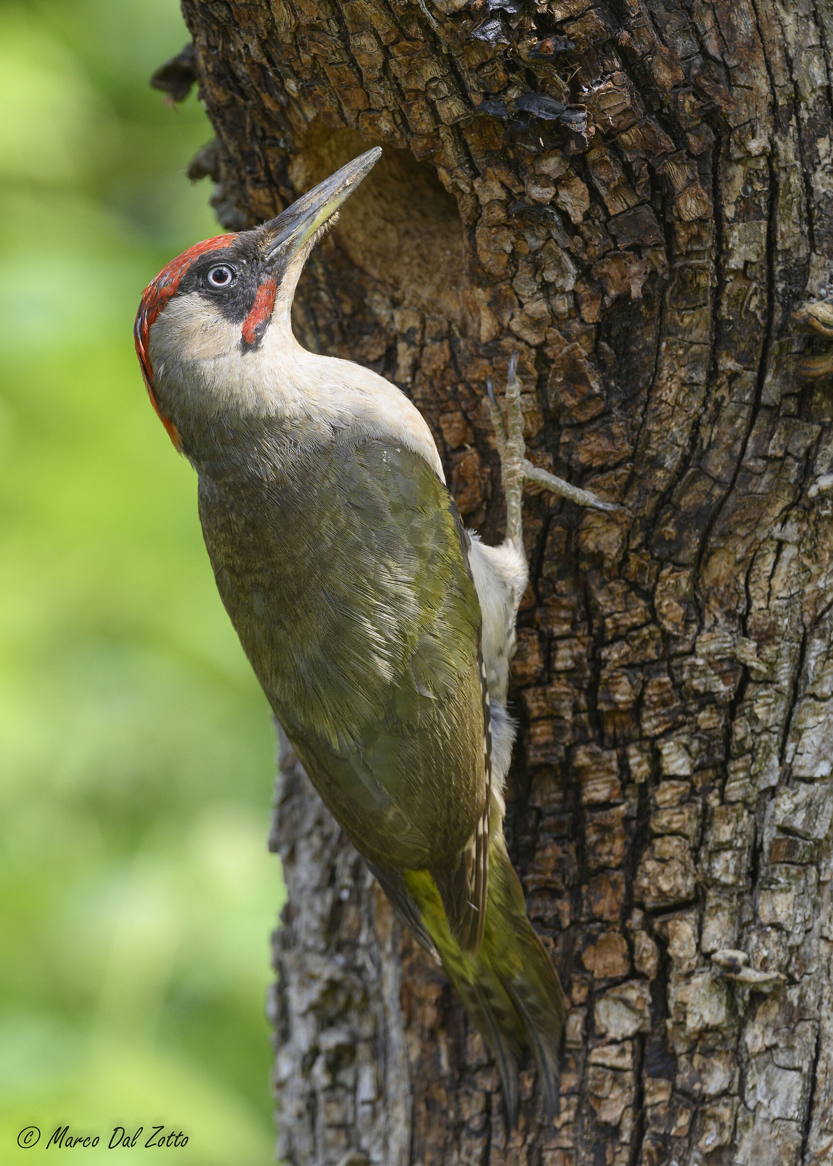 Papà verde controlla il nido