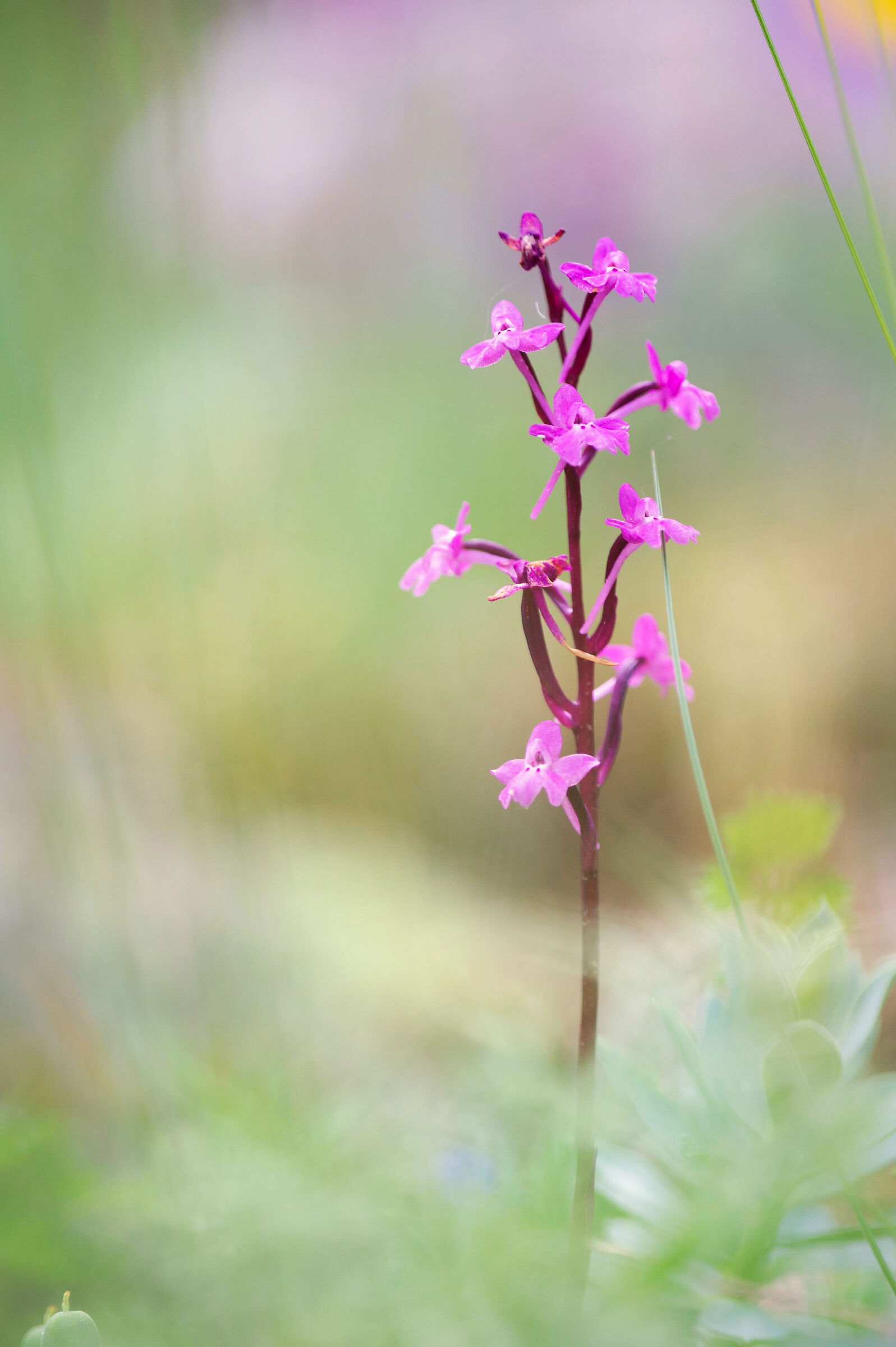 Anacamptis laxiflora