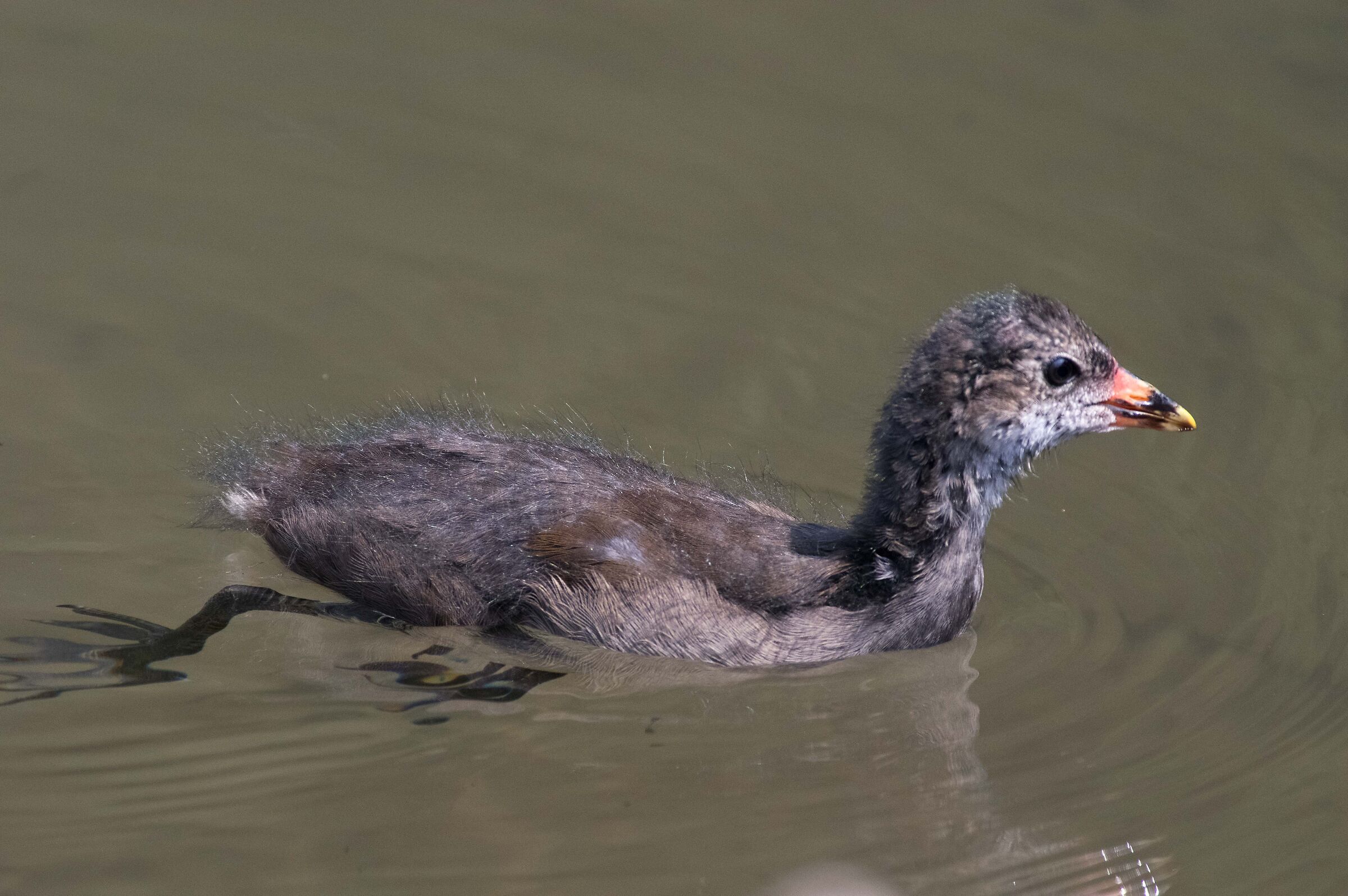 Gallinella americana