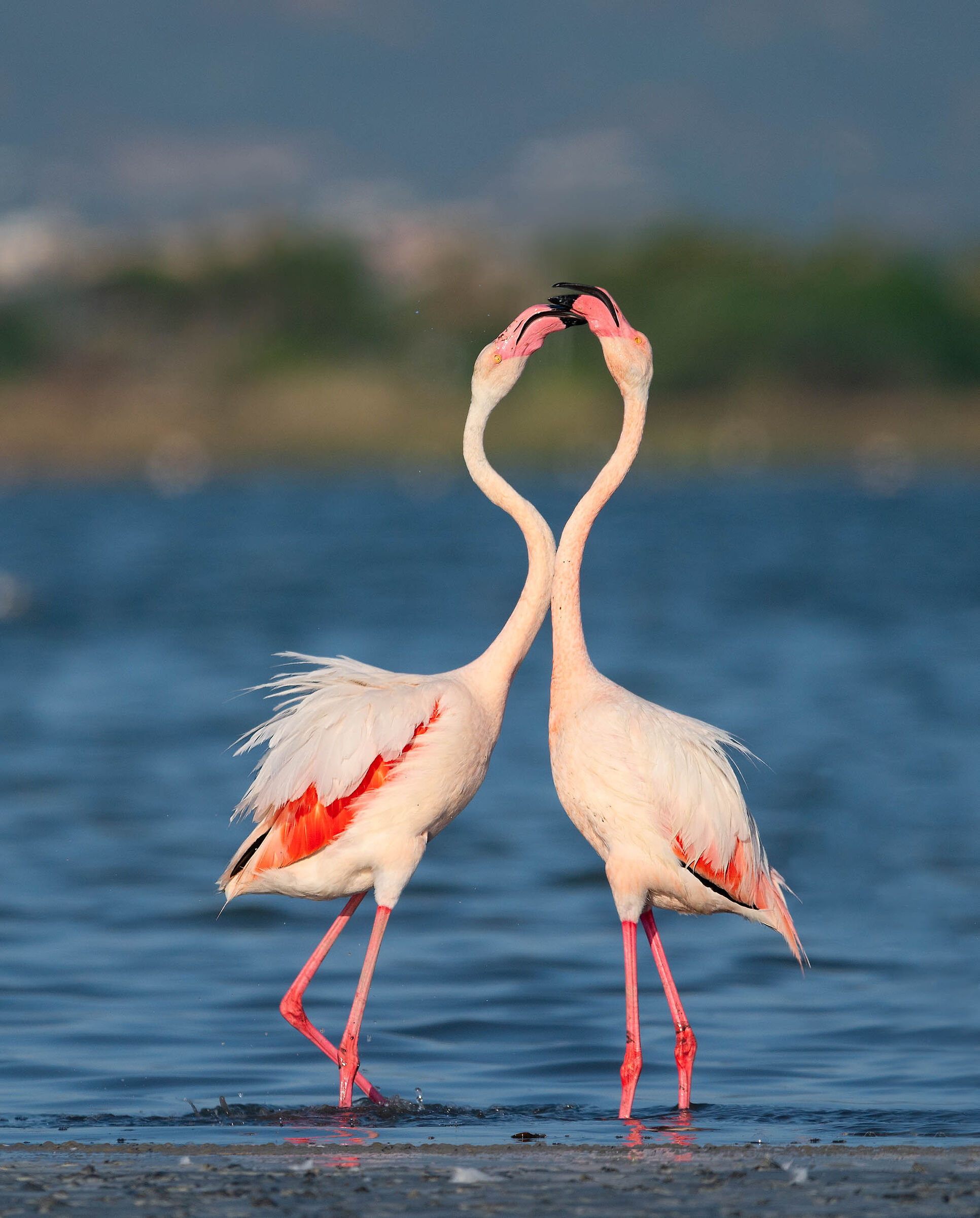 Battibecchi al tramonto