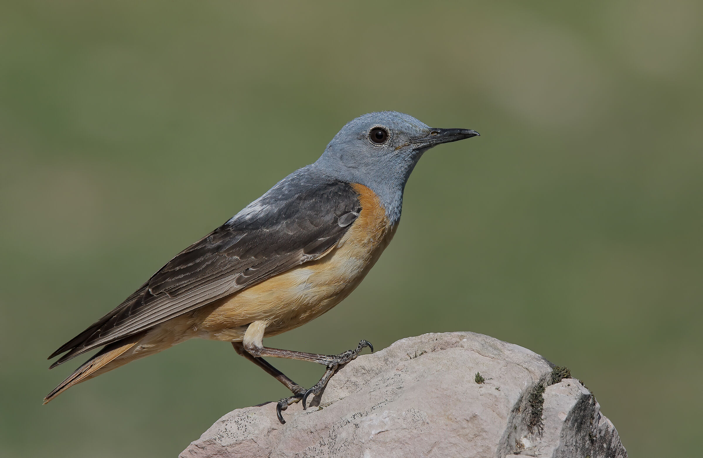 Codirossone maschio (Monticola saxatilis)