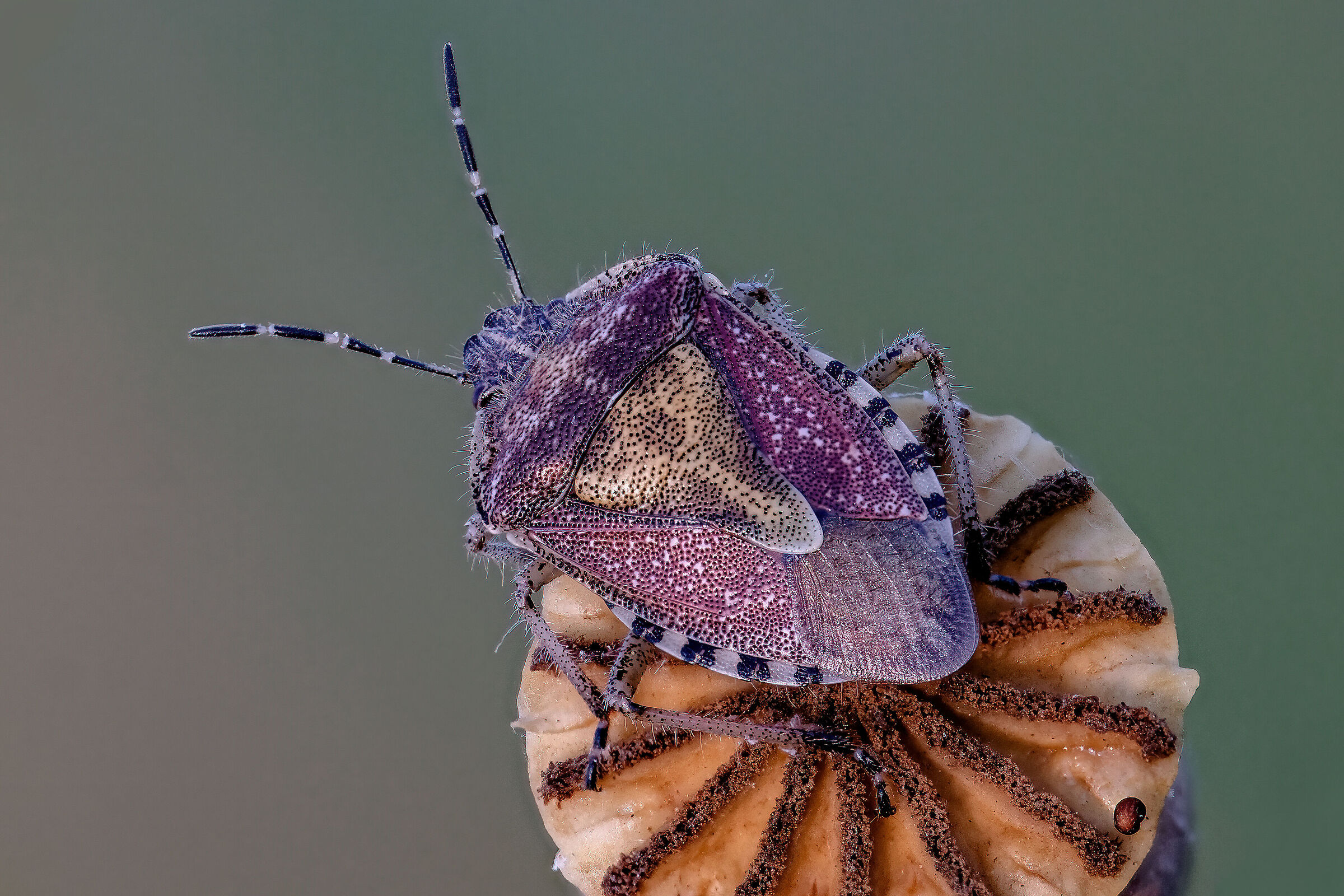 Dolycoris baccarum