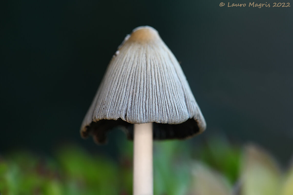 Umbrella for gnomes