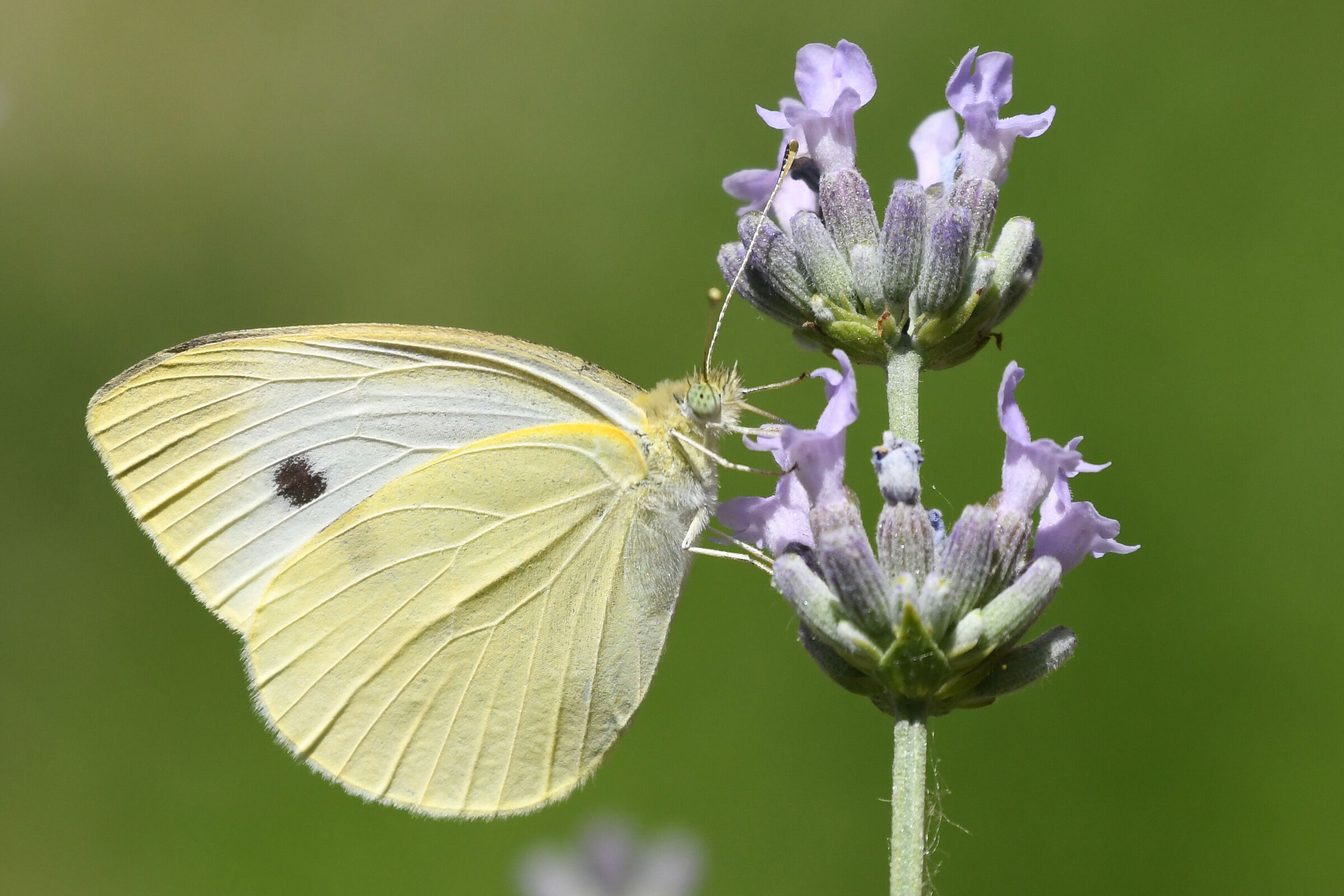 Attirata dalla lavanda