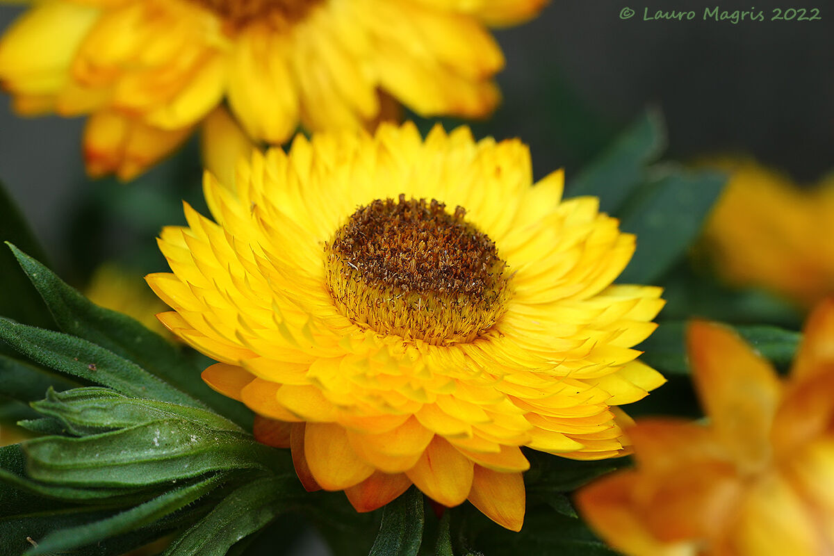 Sundaze Totally Yellow