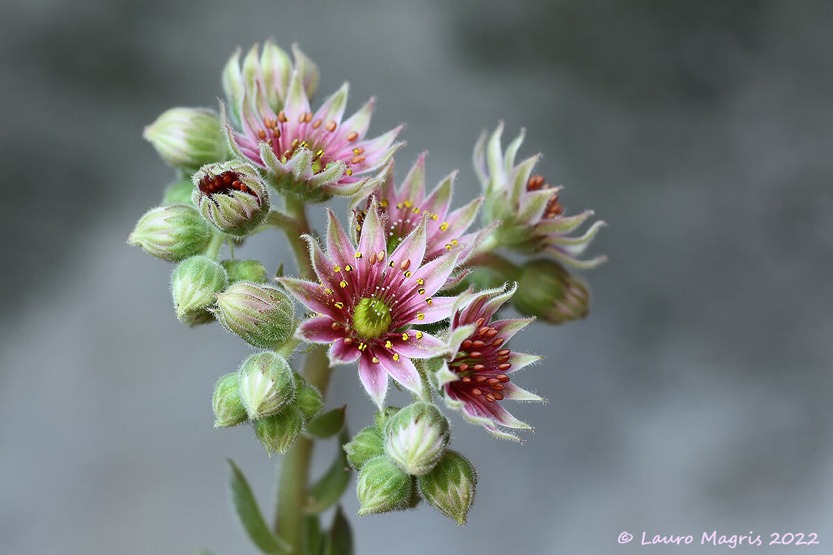 Fiore di semprevivo maggiore
