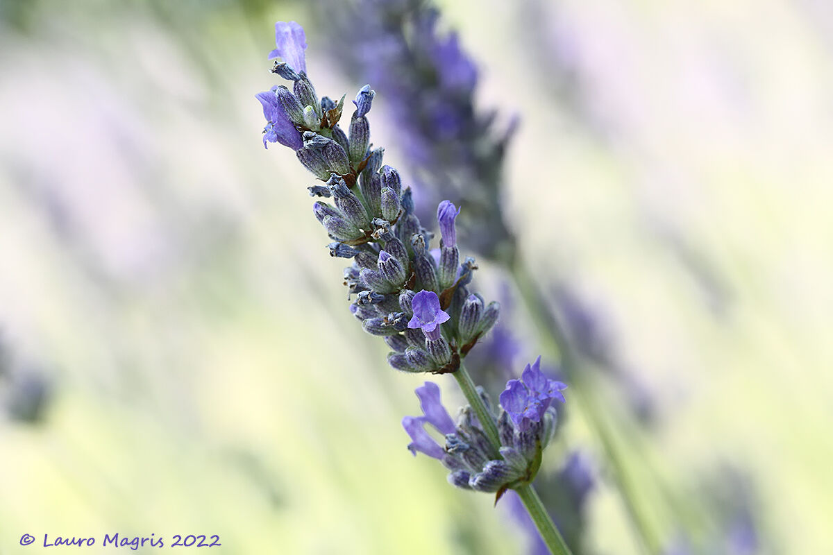 Lavender Time