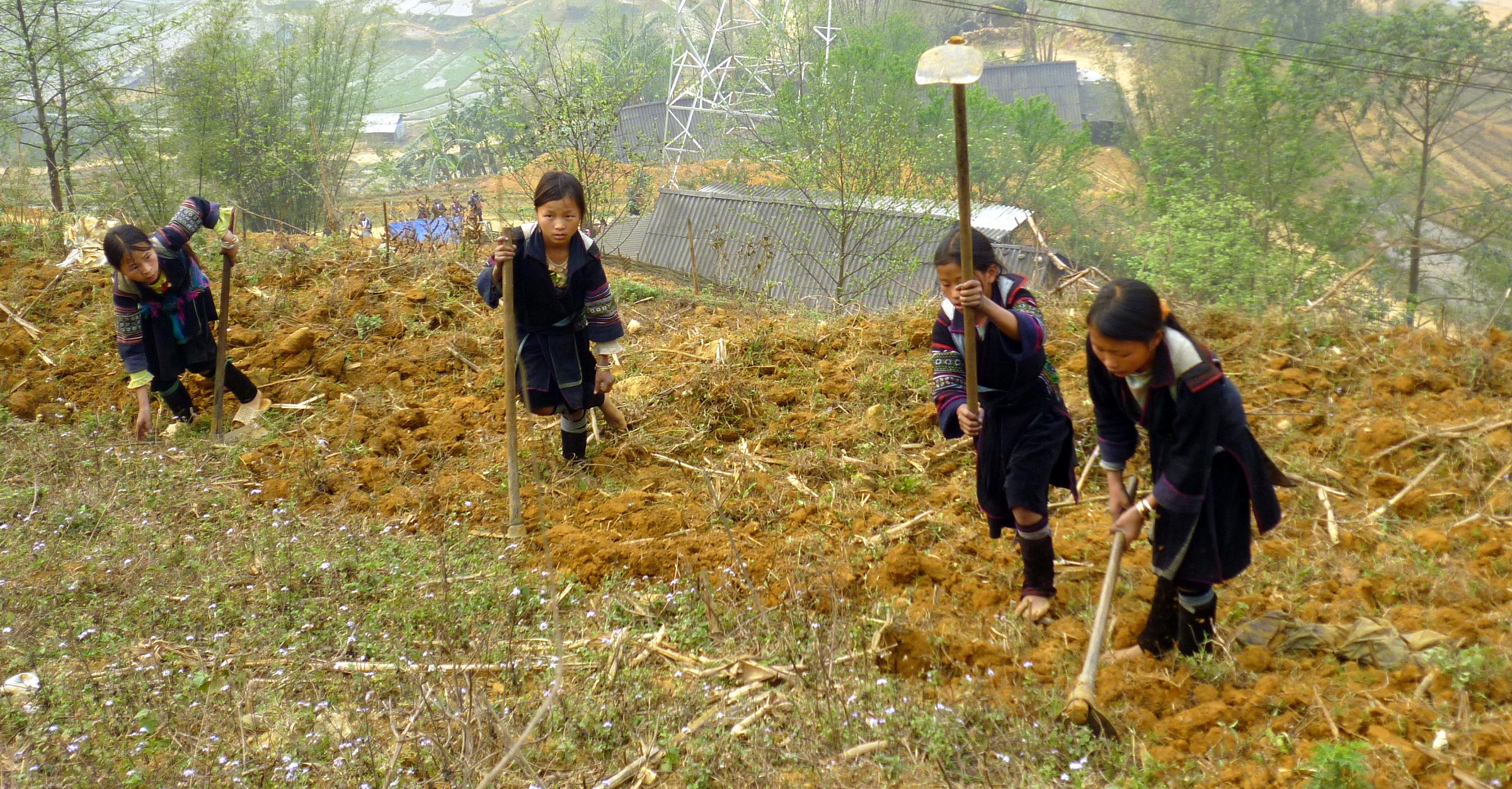 Small cultivators grow - Sapa -