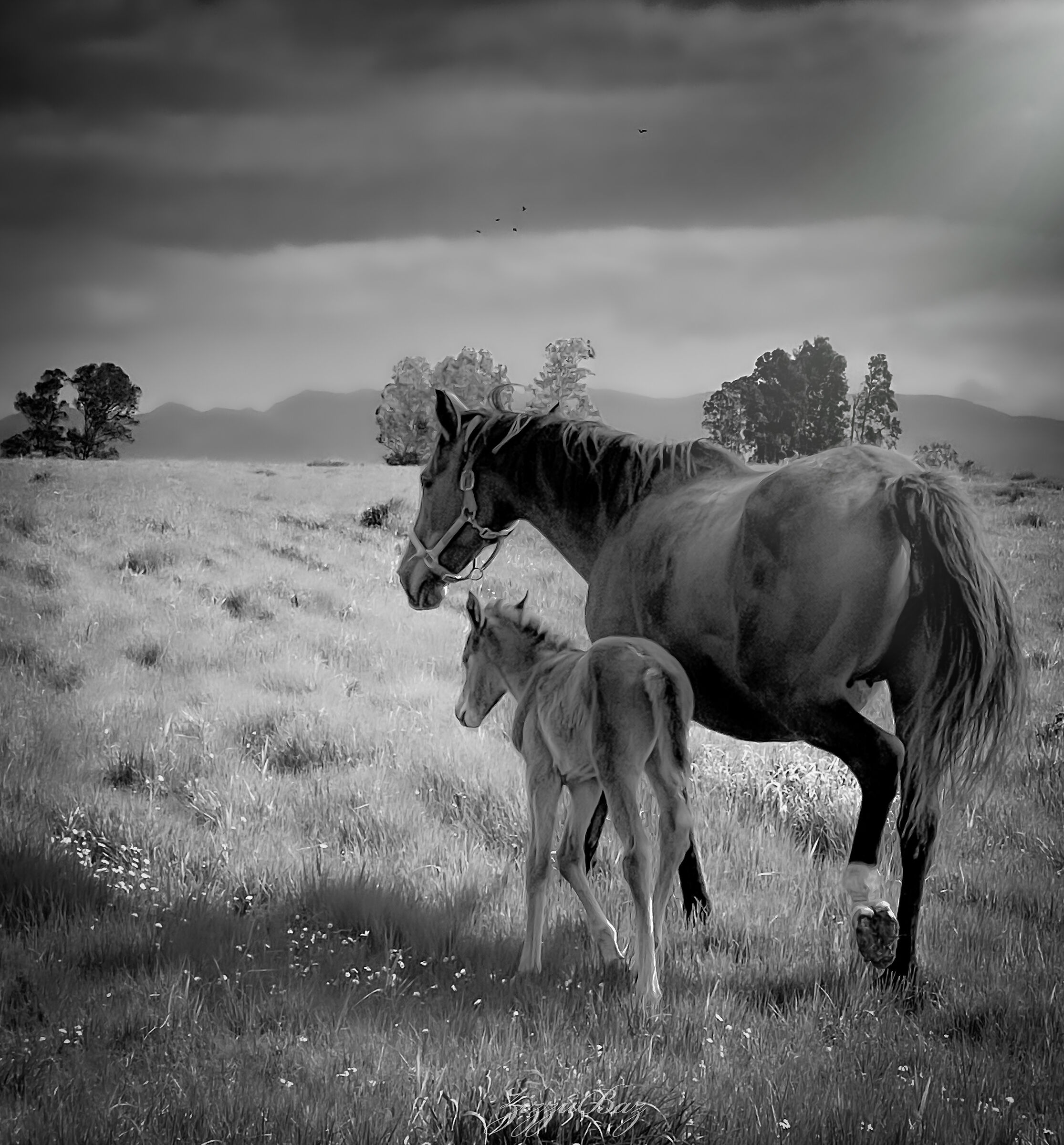 Horses B&W