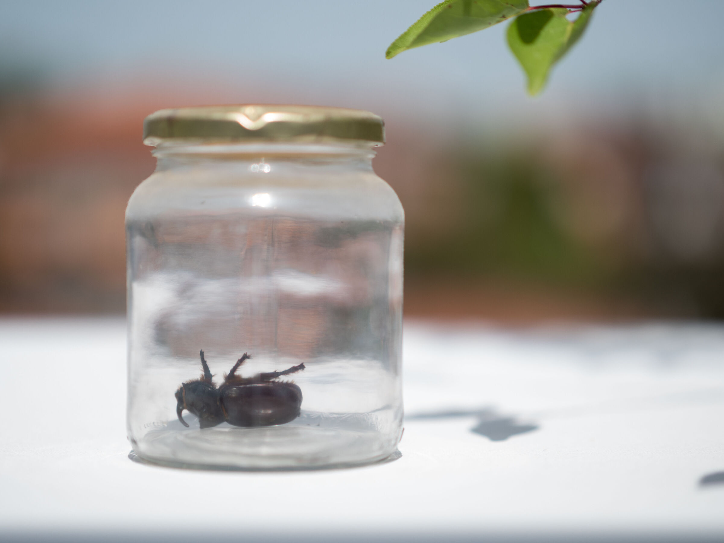 Monsieur le vivisecteur