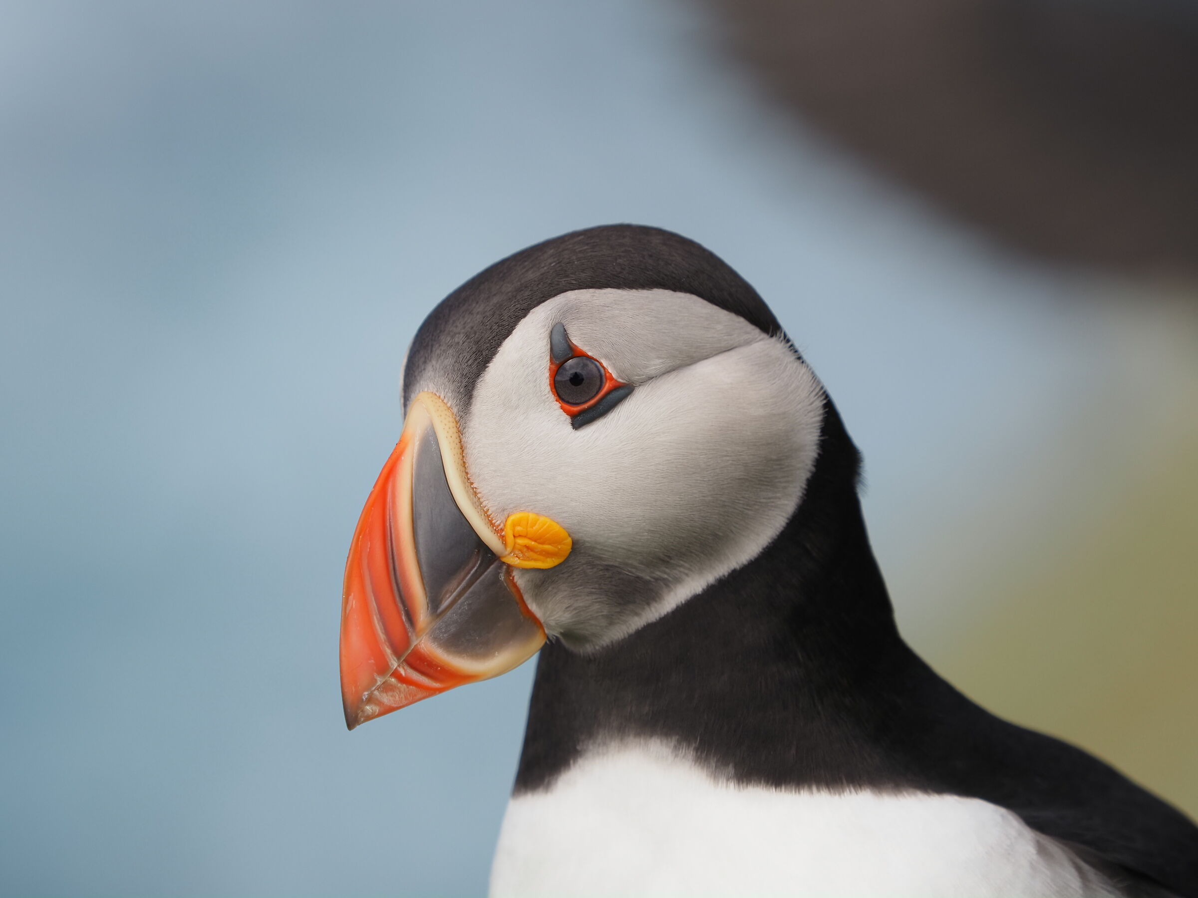 Atlantic Puffin