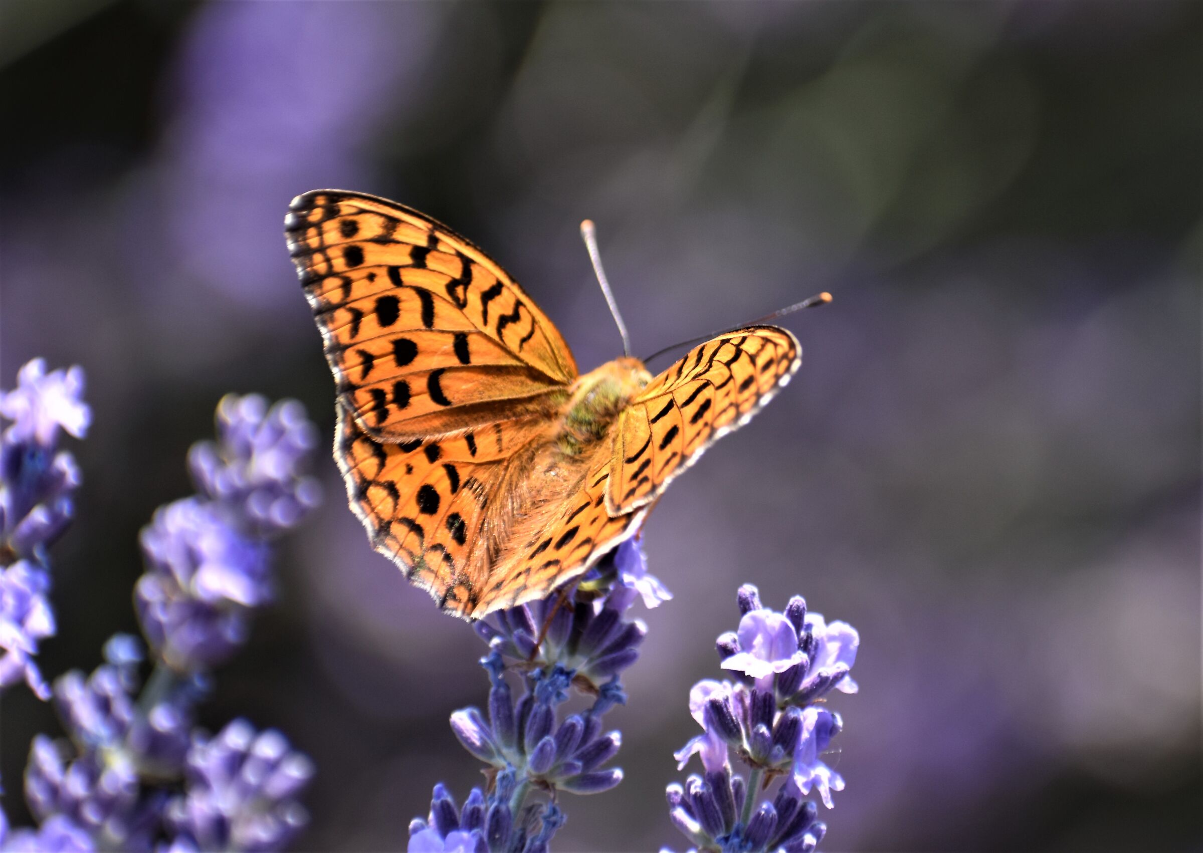 Farfalla su campo lavanda