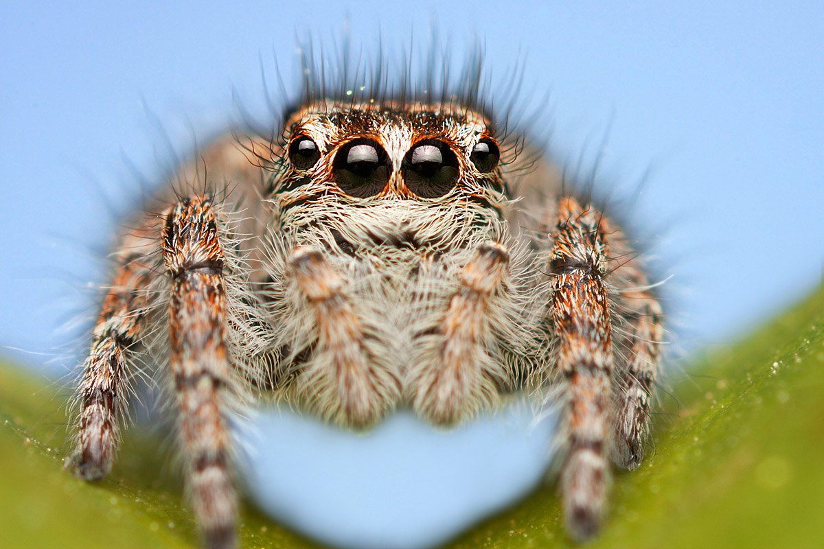 Philaeus chrysops female
