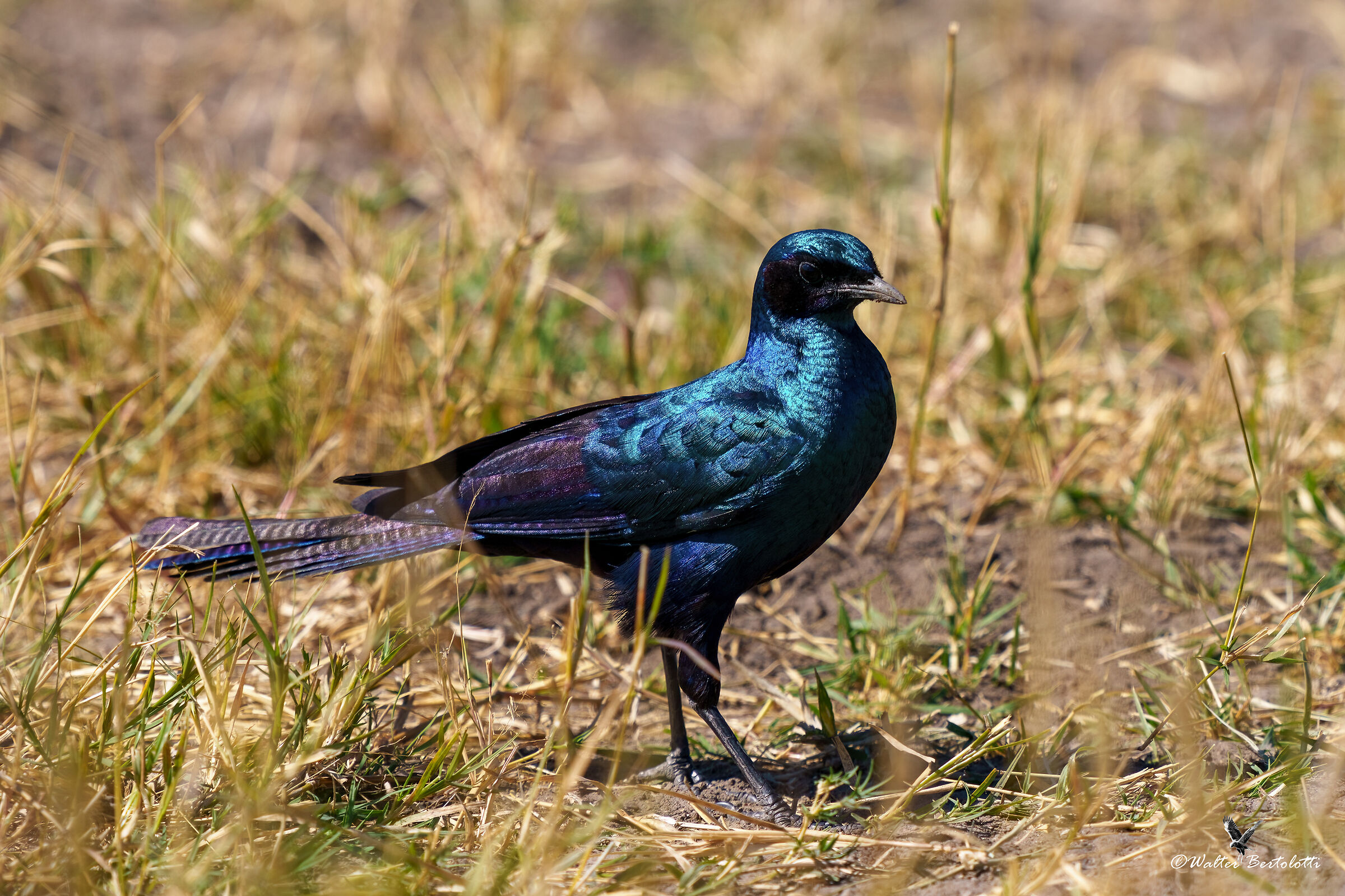 lamprotornis mevesii