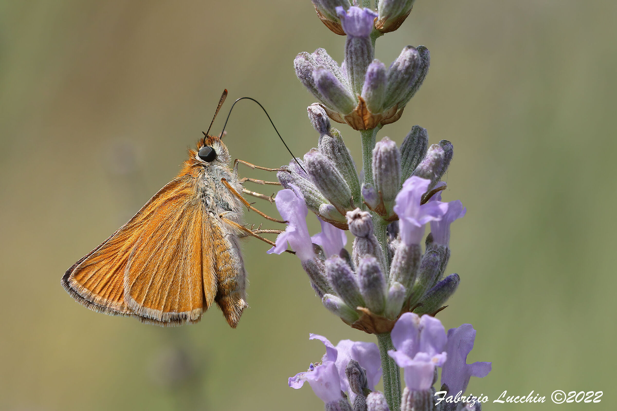 Thymelicus sylvestris