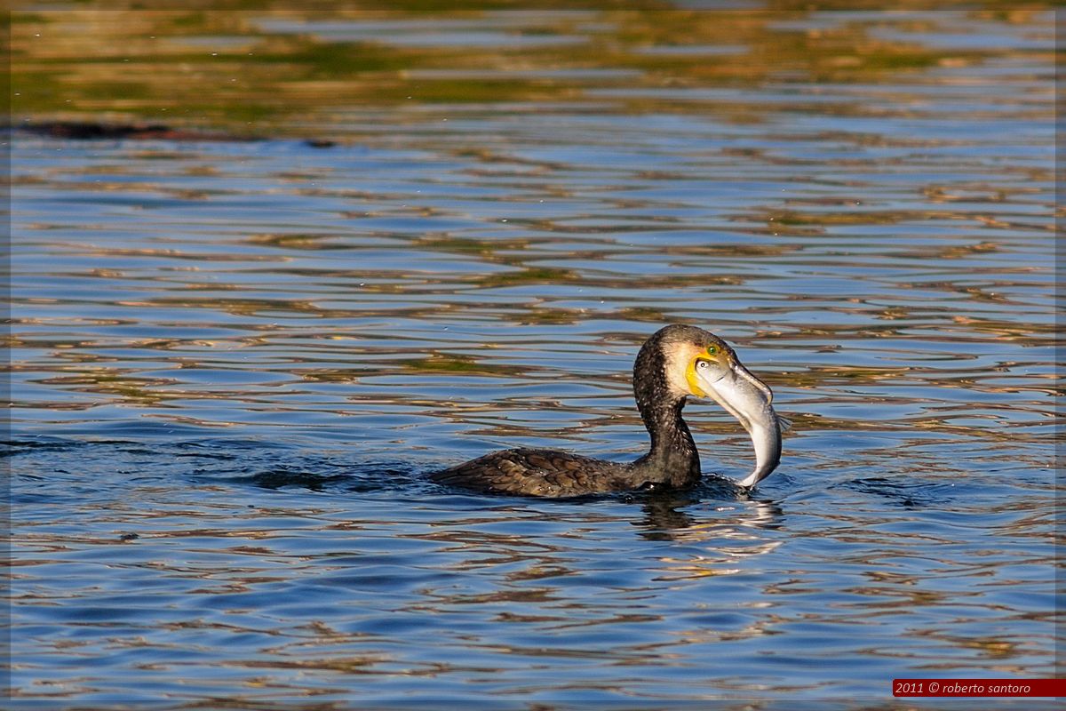 Cormorano con preda