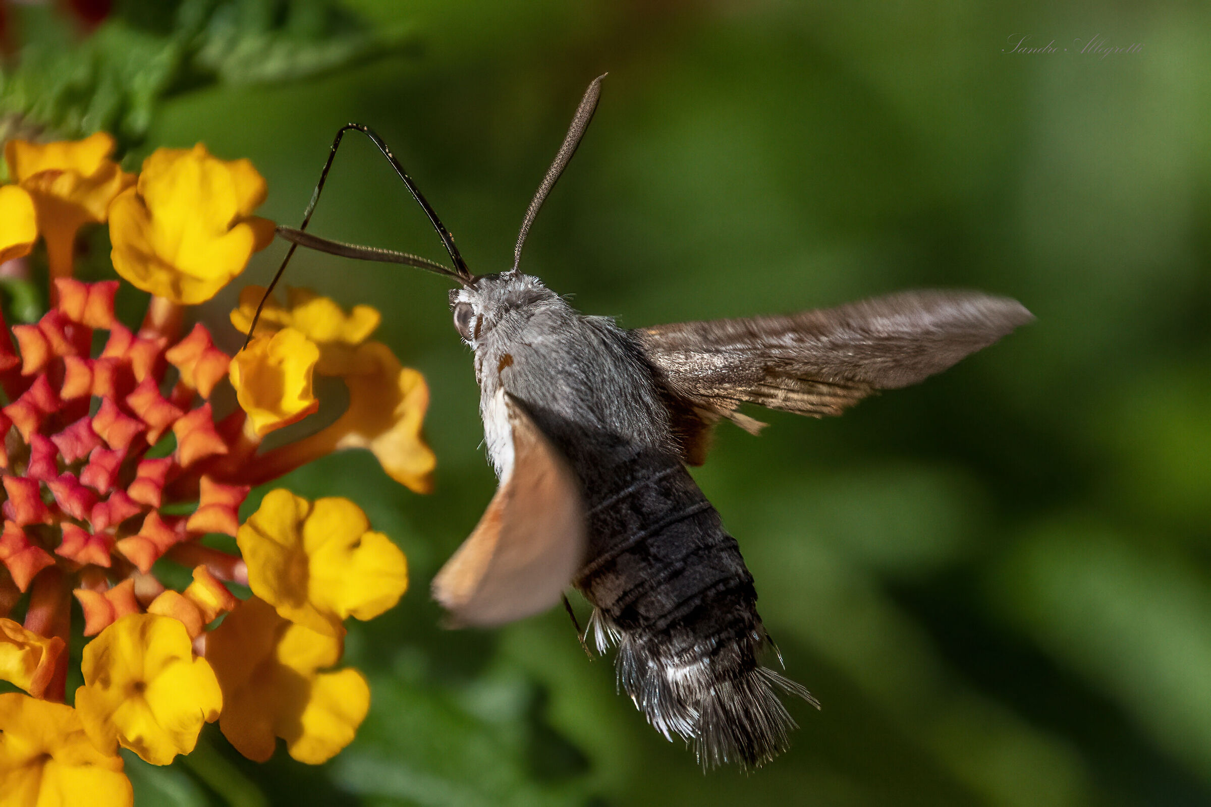 The sphinx of the galium, sphinx hummingbird.