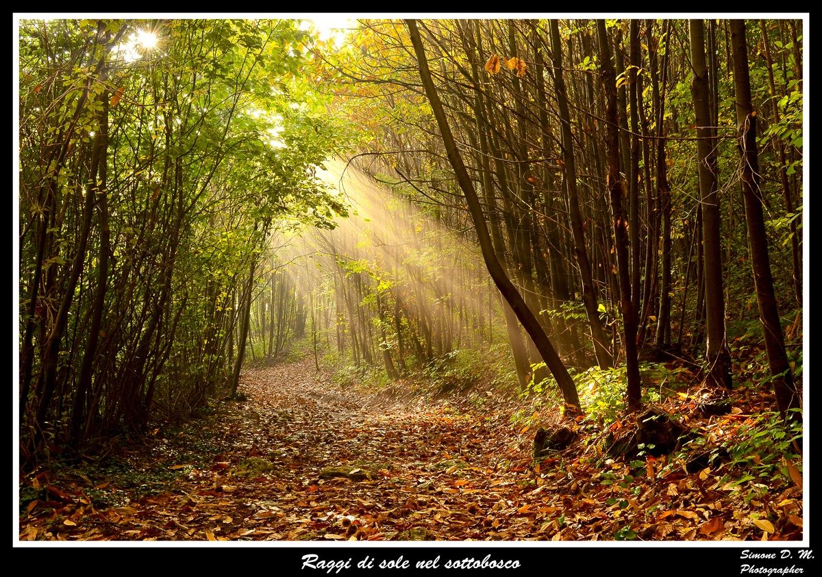 Sunbeams in the path