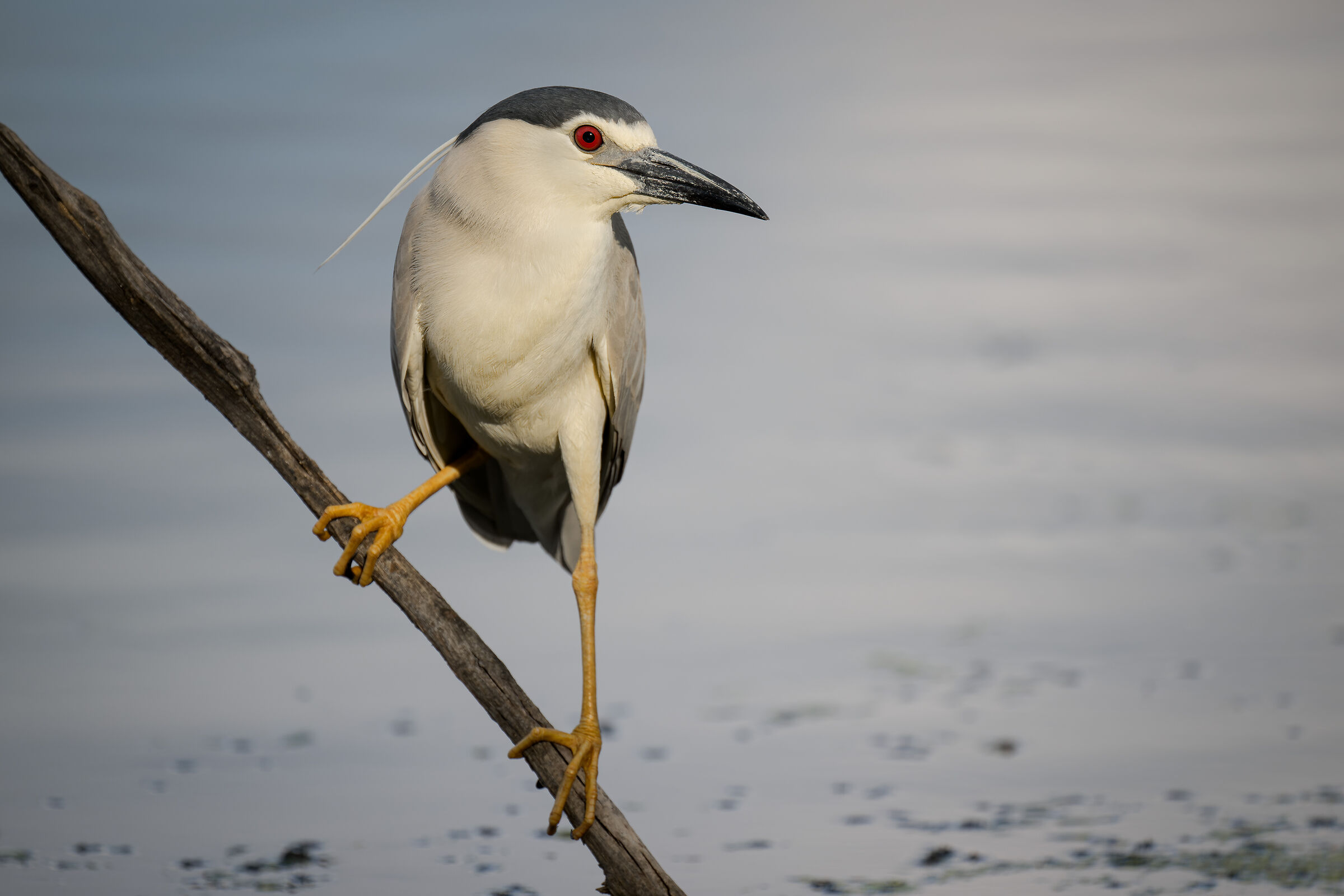 Black-crowned night heron