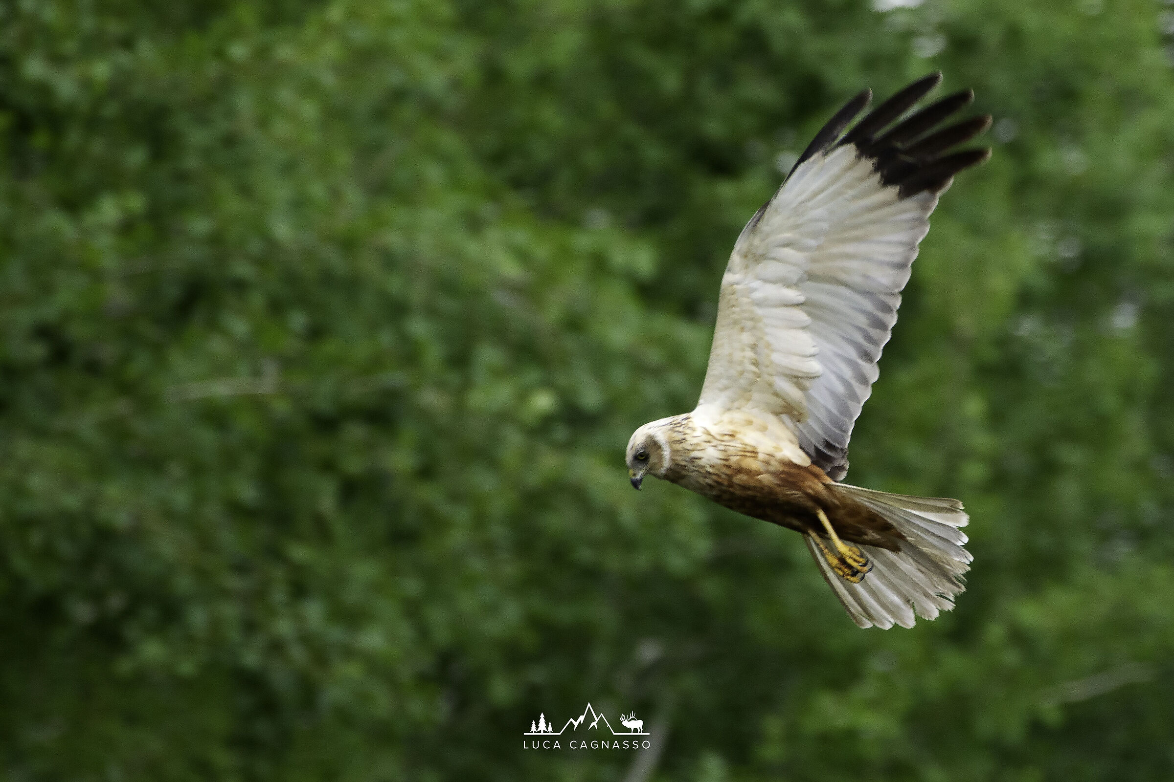 Falco di Palude - 01