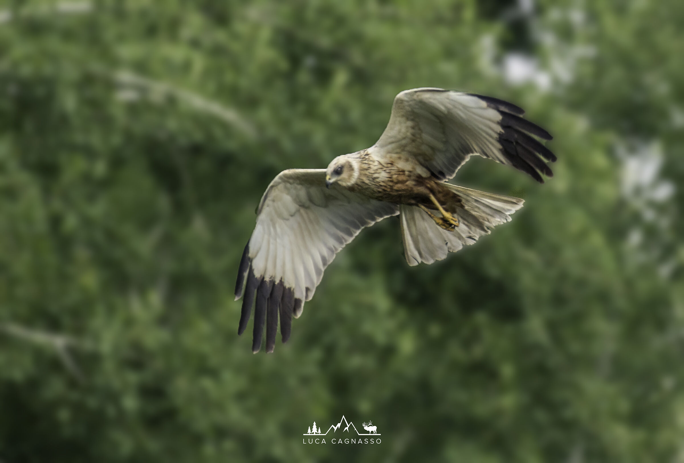 Falco di Palude - 02