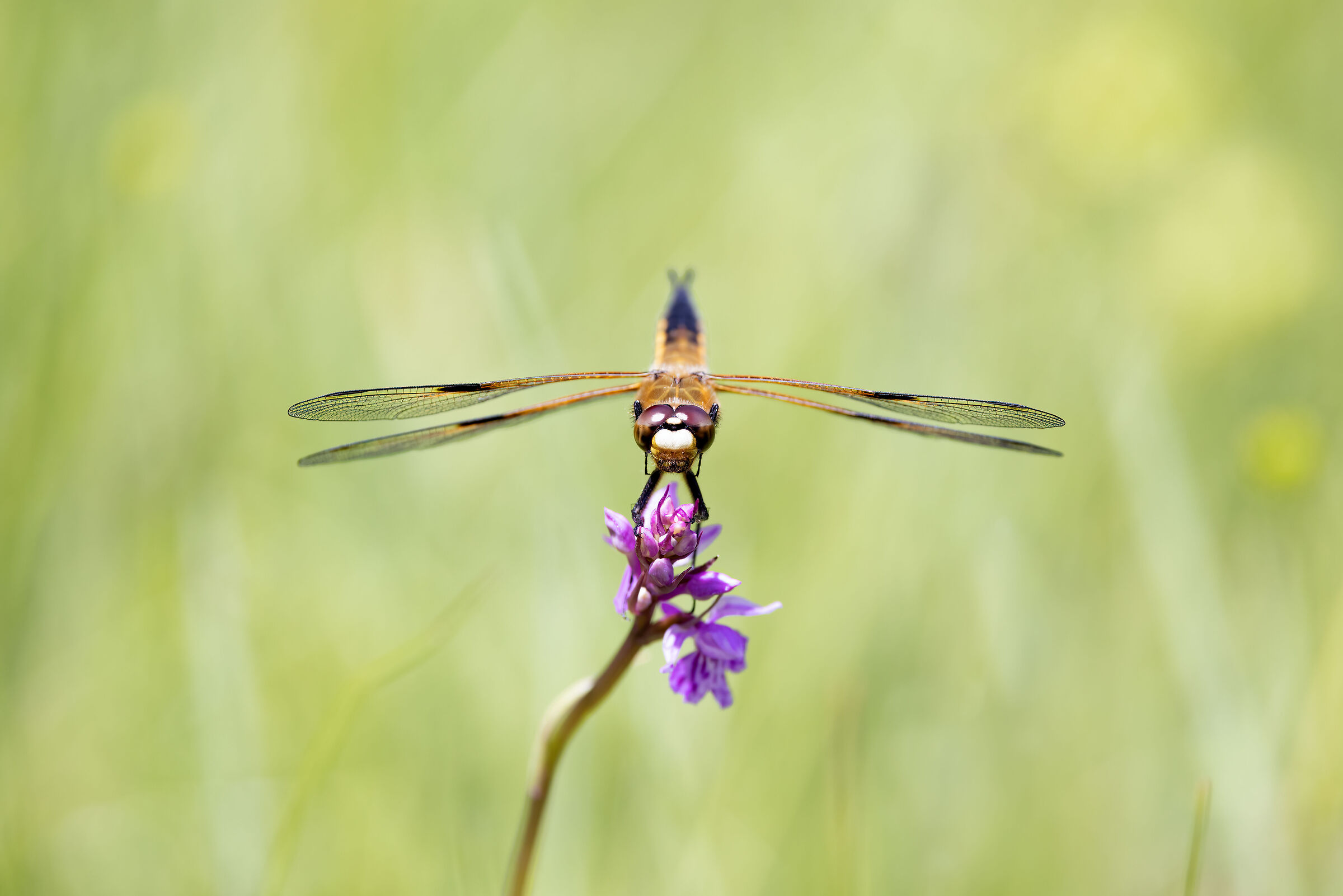 Four-spotted dragonfly