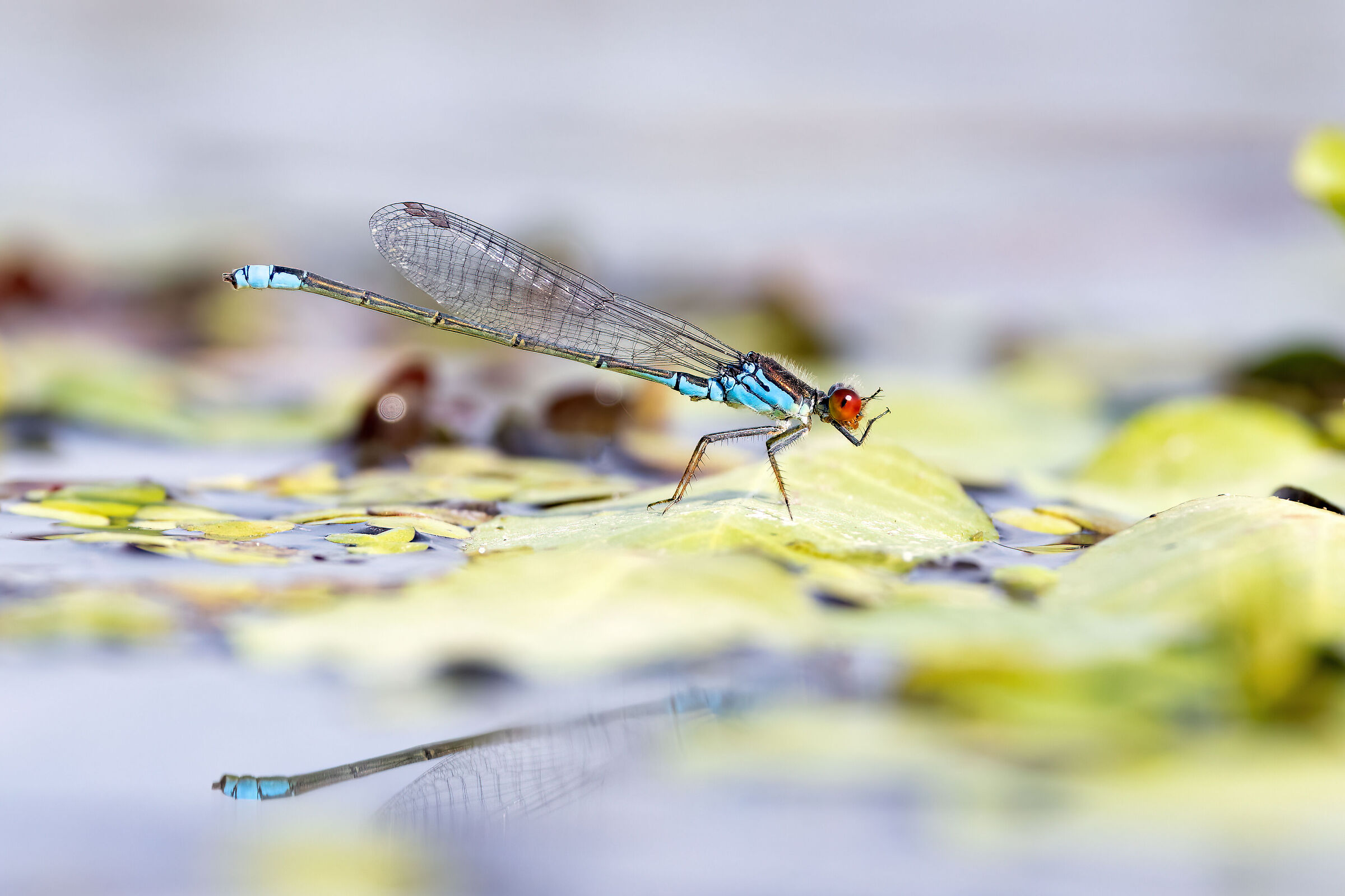 Erythromma viridulum