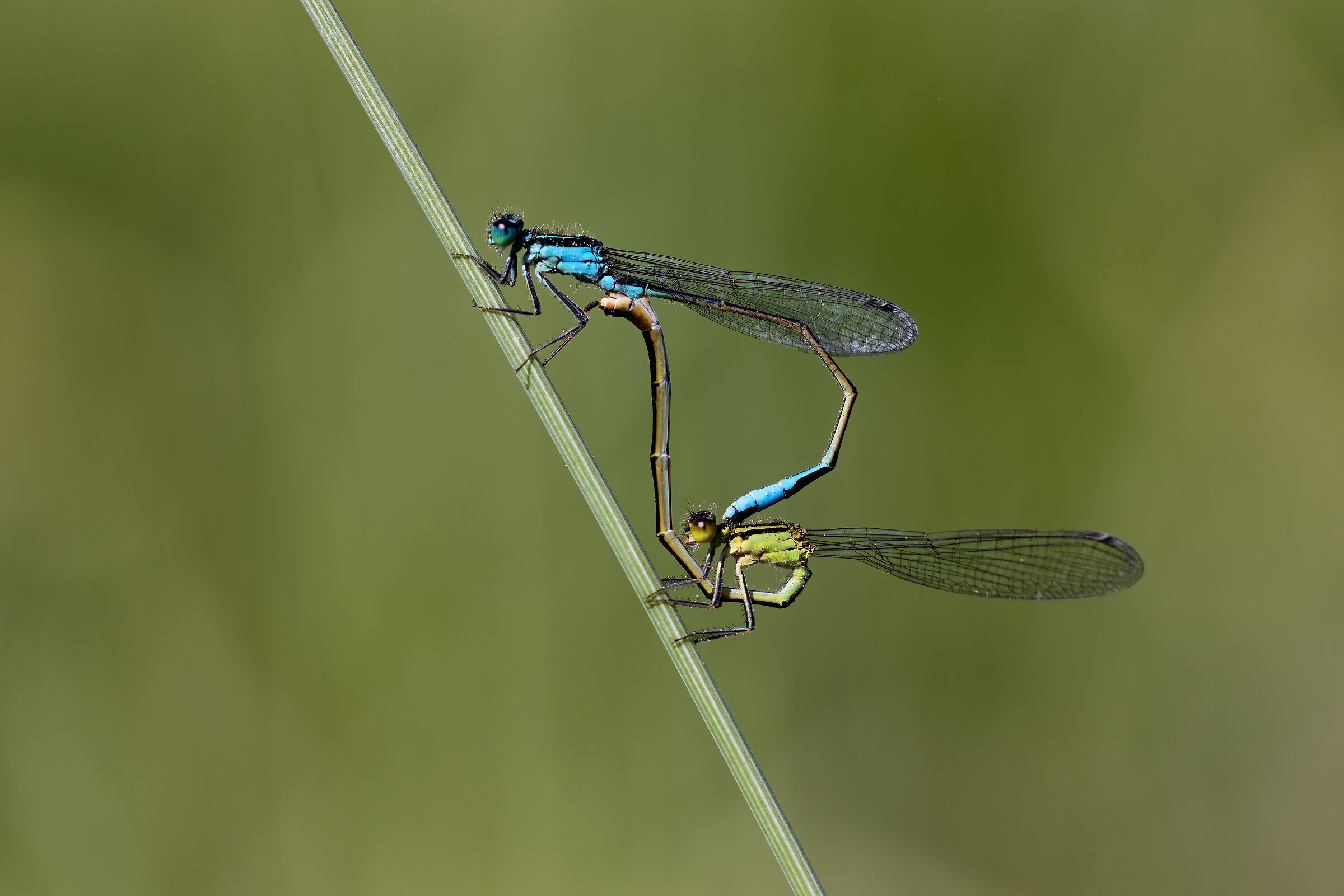 Ischnura elegans