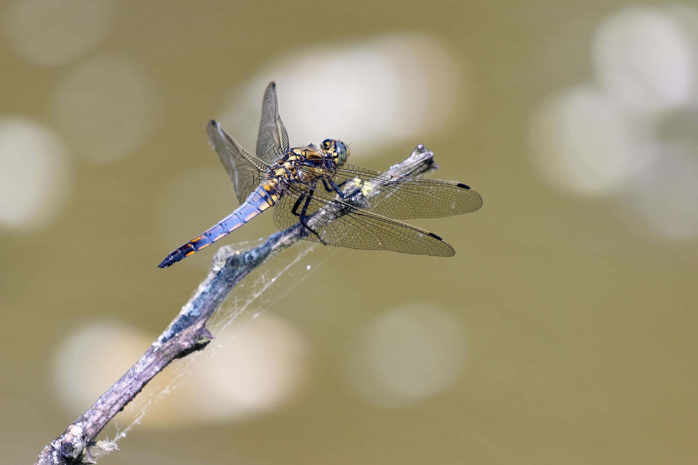 Orthetrum cancellatum