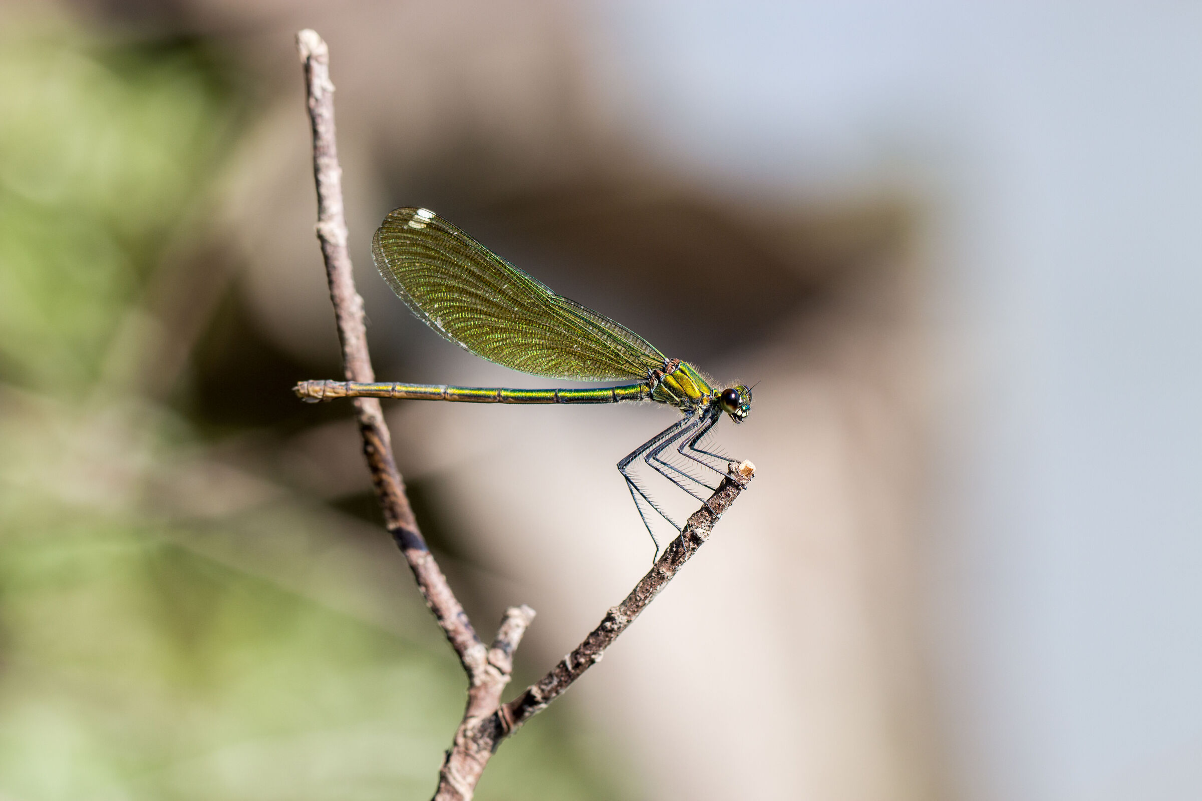 Calopteryx splendens