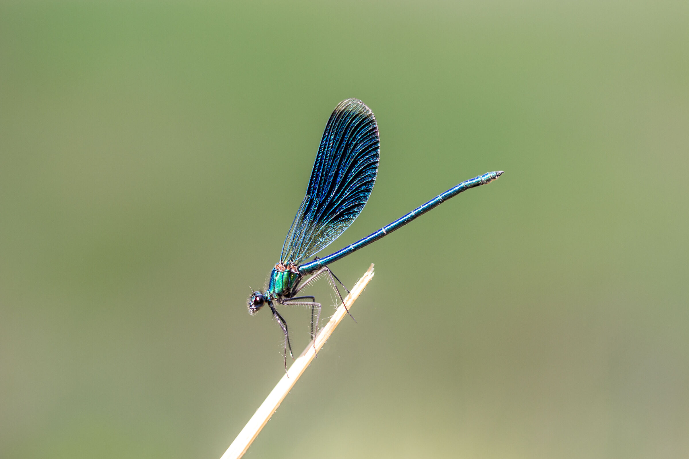 Calopteryx splendens