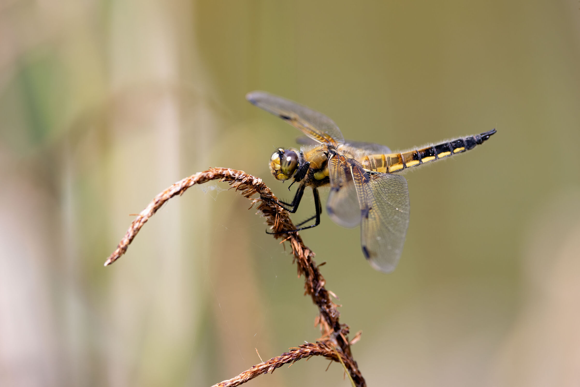 Four-spotted dragonfly