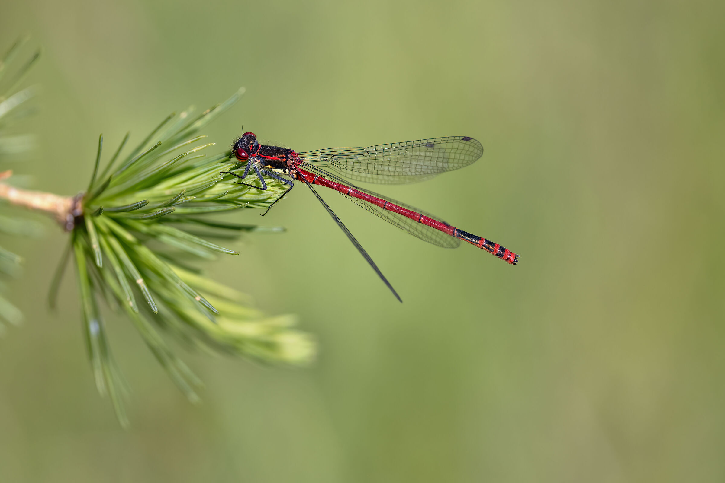 Pyrrhosoma nymphula