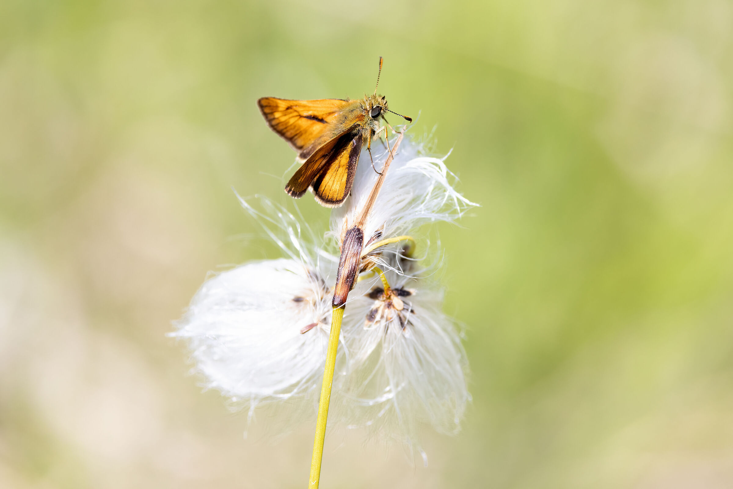 Ochlodes sylvanus
