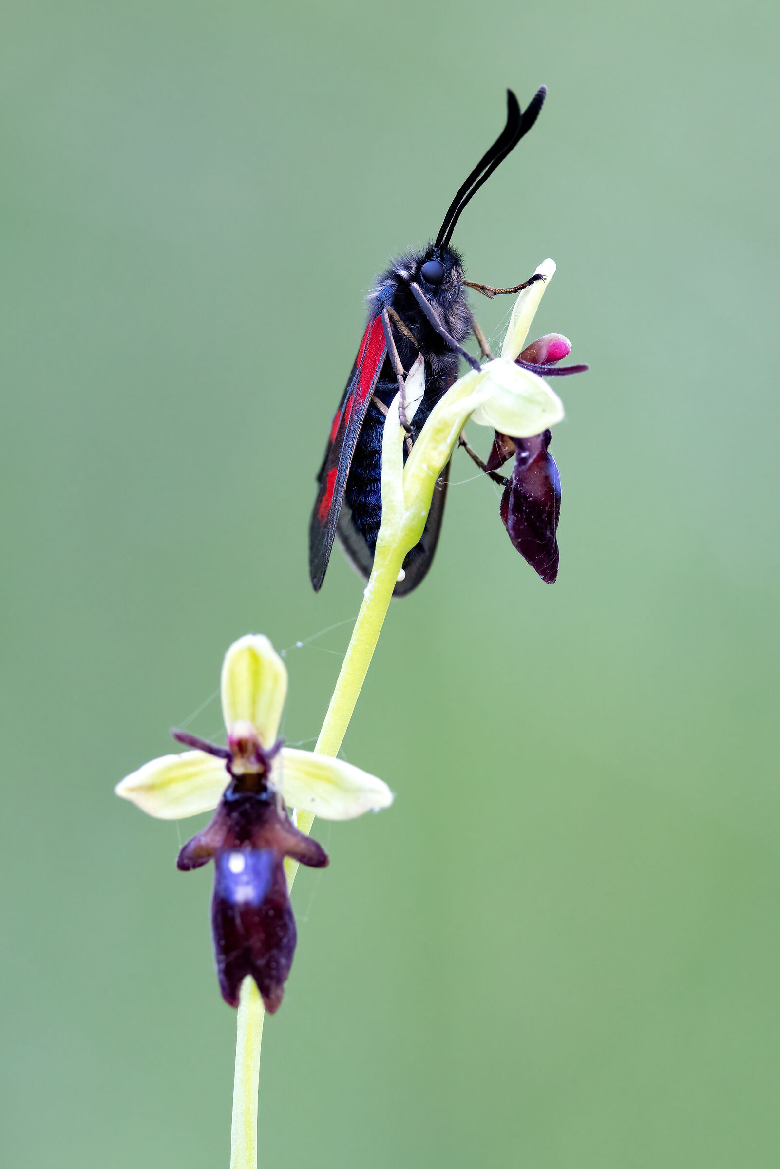 Zygaena loti