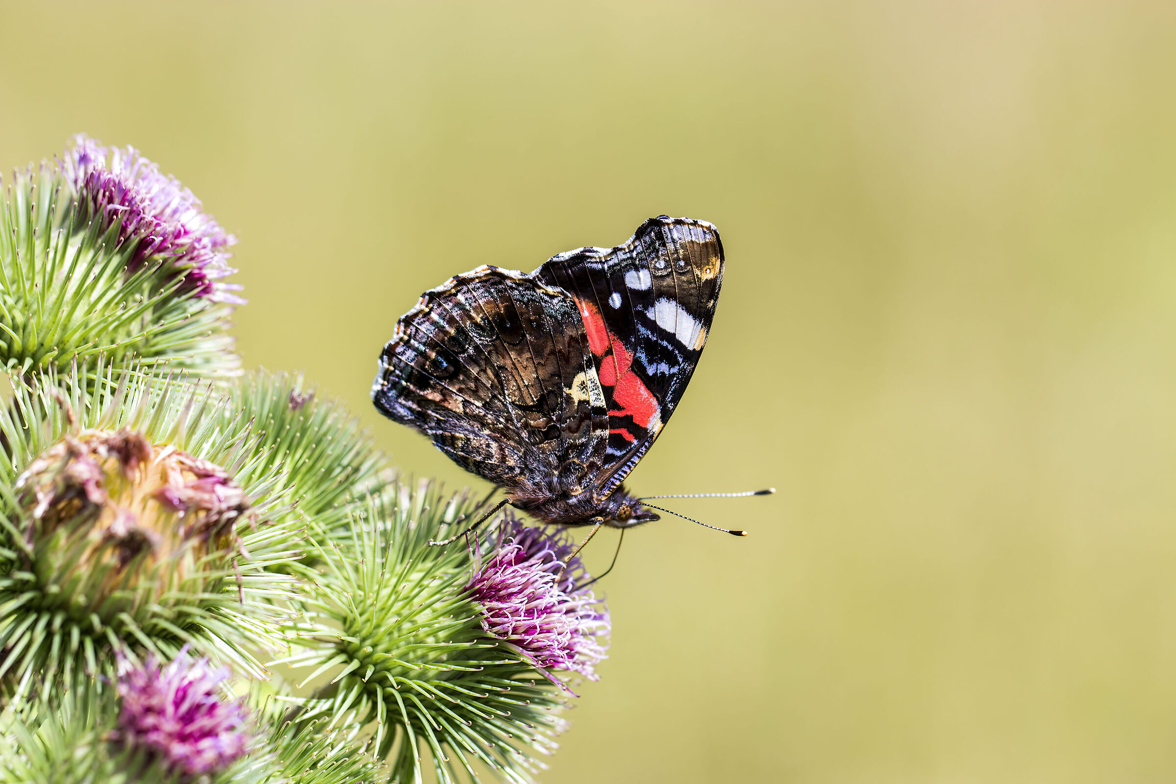 Vanessa atalanta placeholder image