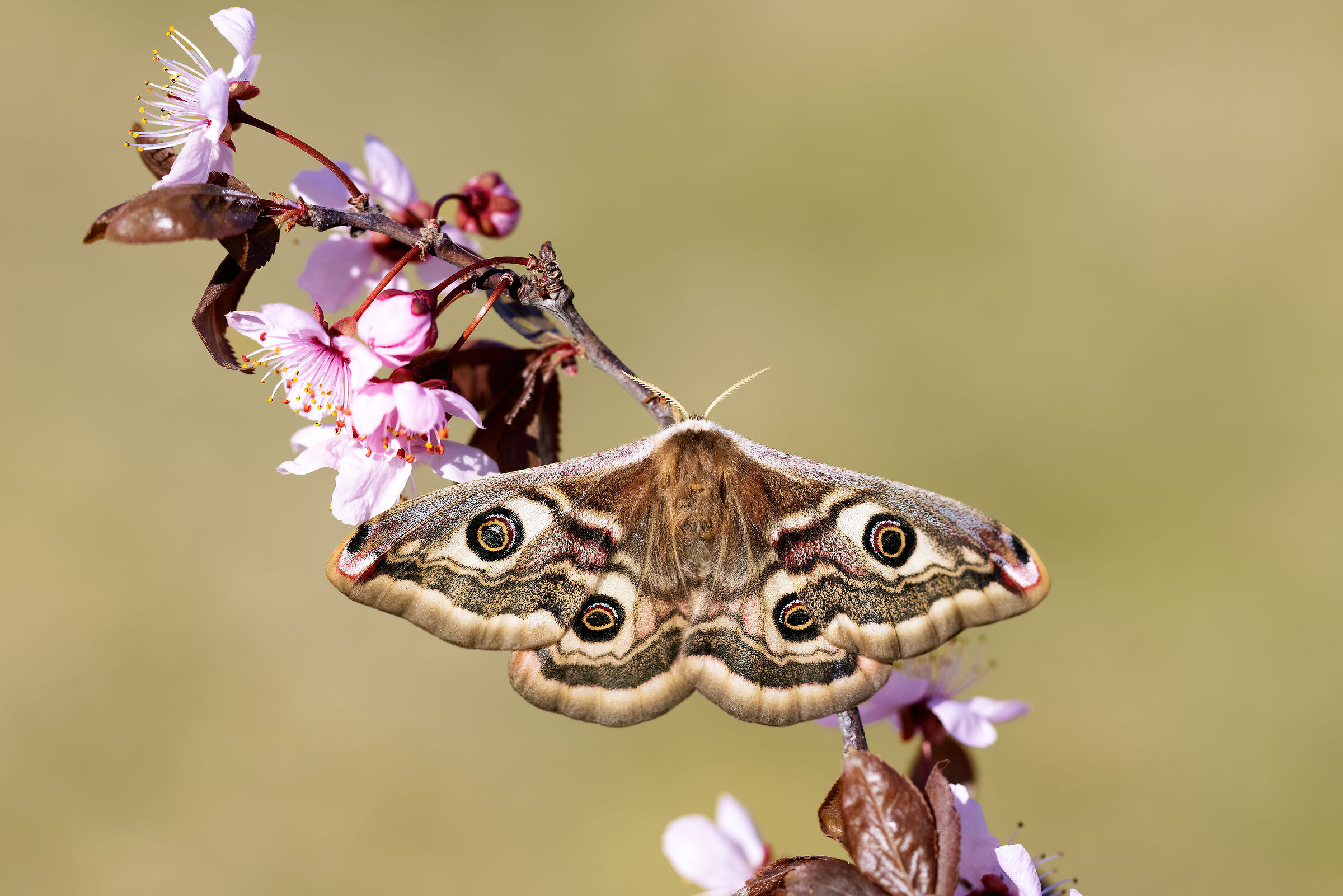 Saturnia pavoniella