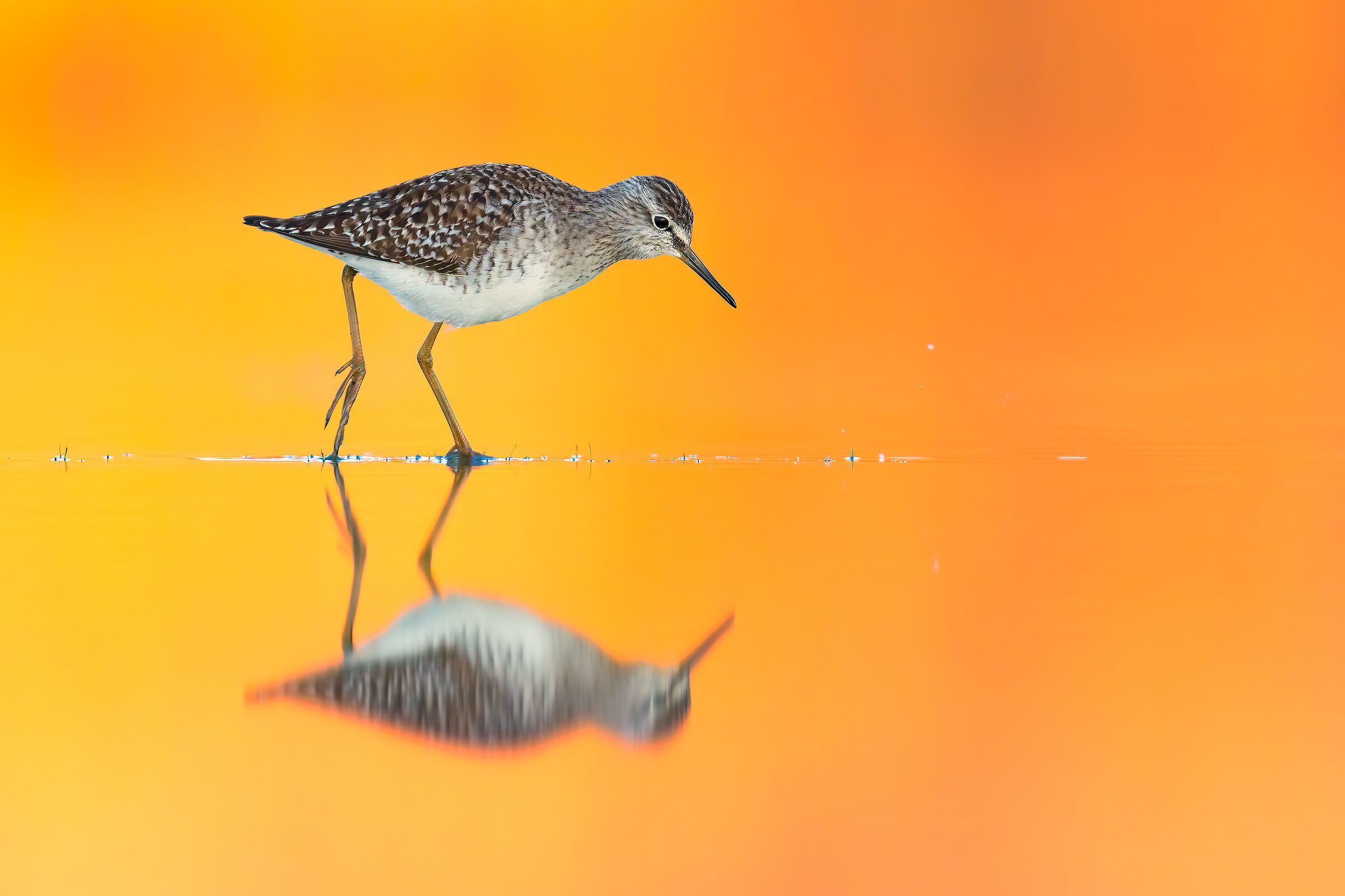 Piro Piro Boschereccio