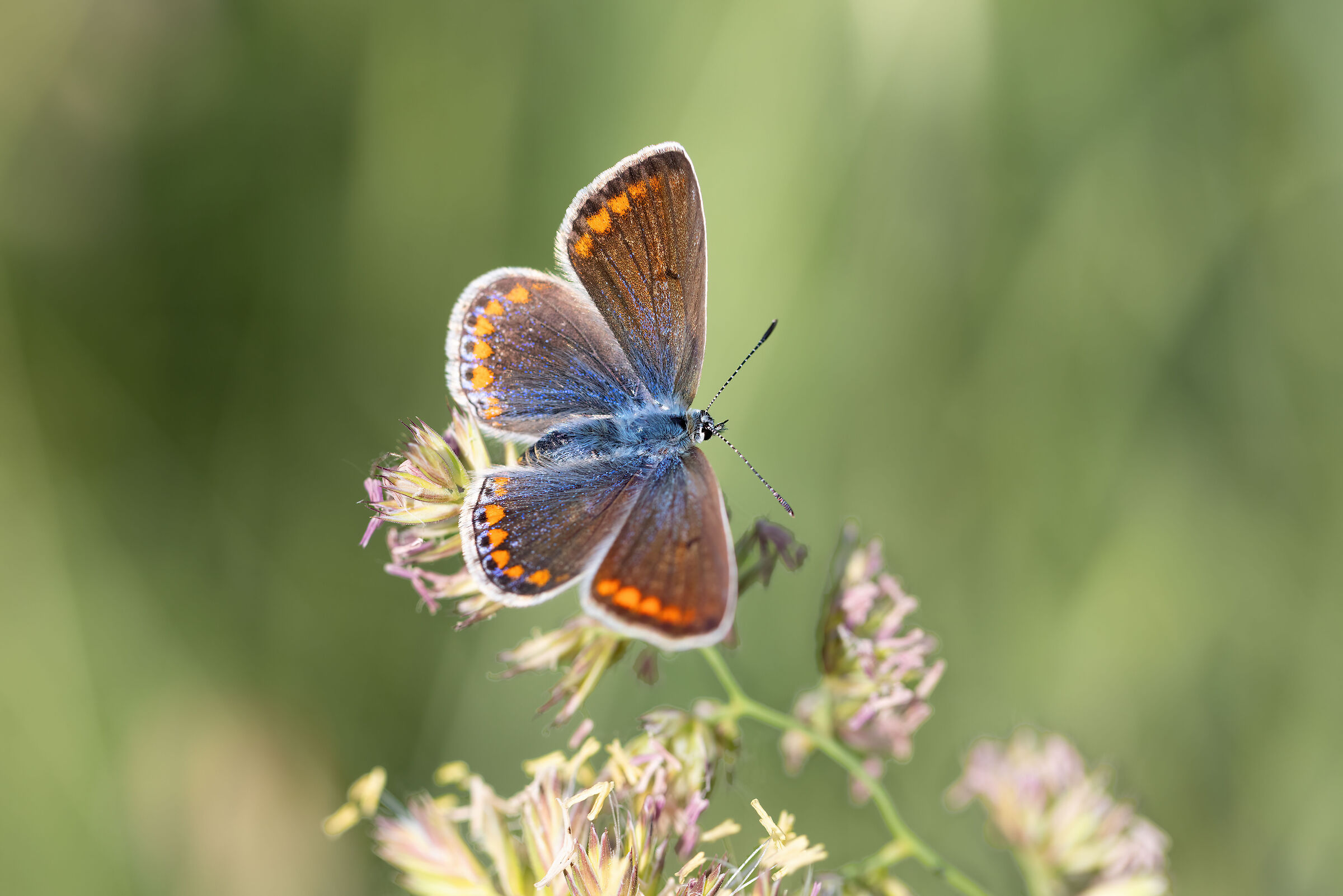 Polyommatus icarus