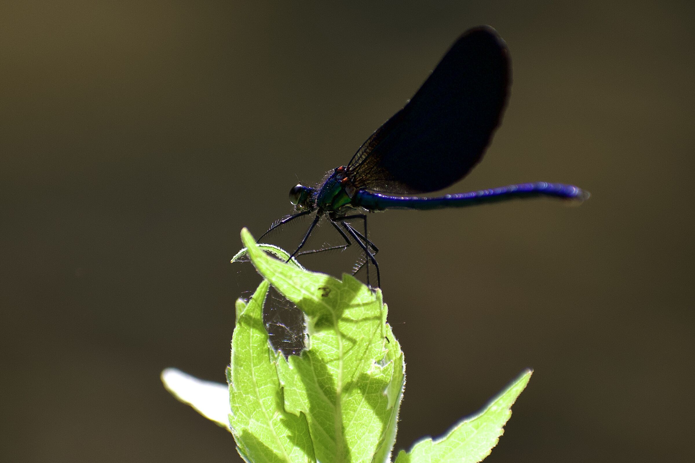 Una libellula davvero particolare !