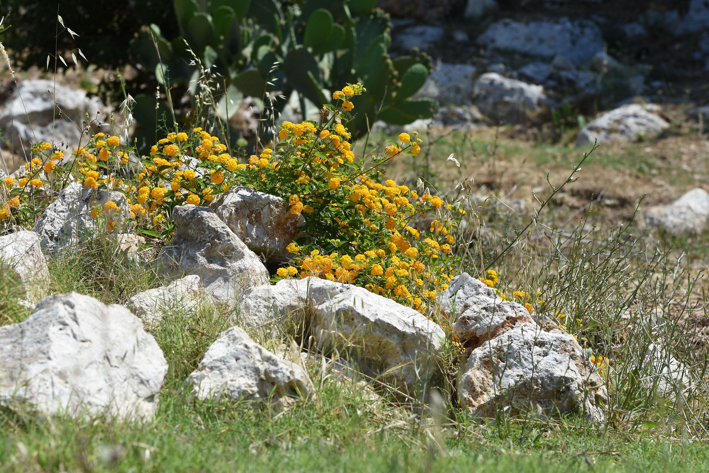 Sigma 85, 1.4 Art- 1/ 1.0 0 0, F. 4.8, ISO 125